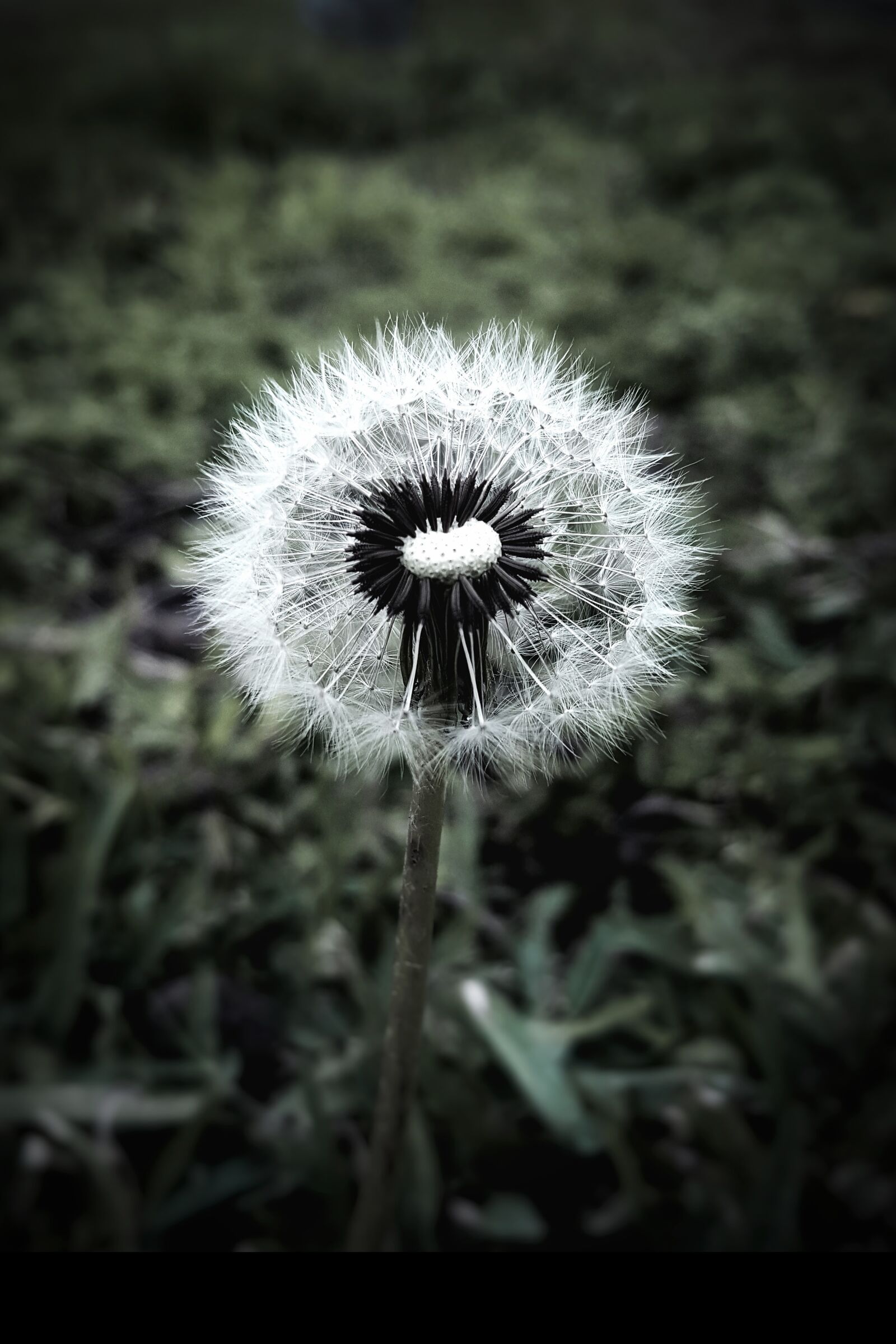 Samsung GALAXY S6 edge sample photo. Dandelion, flower, nice photography