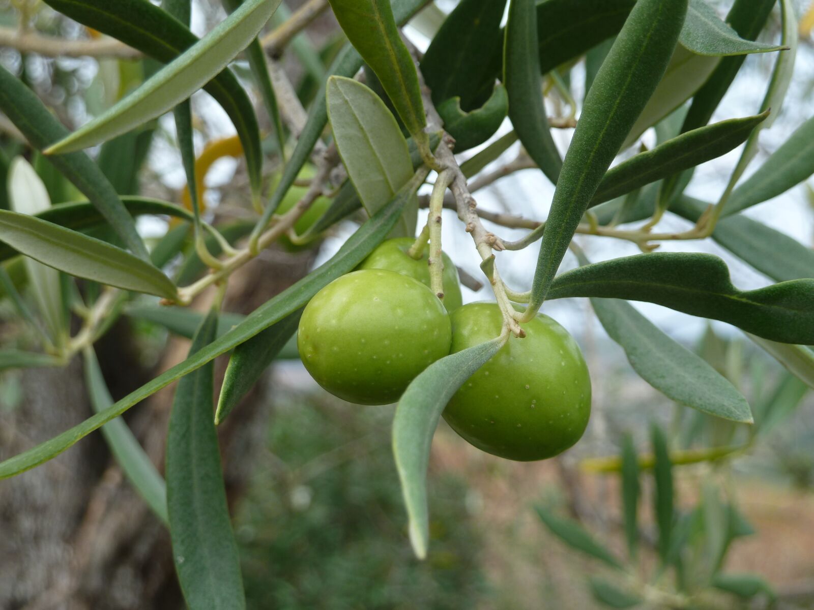 Panasonic Lumix DMC-ZS7 (Lumix DMC-TZ10) sample photo. Olive, tree, italy photography