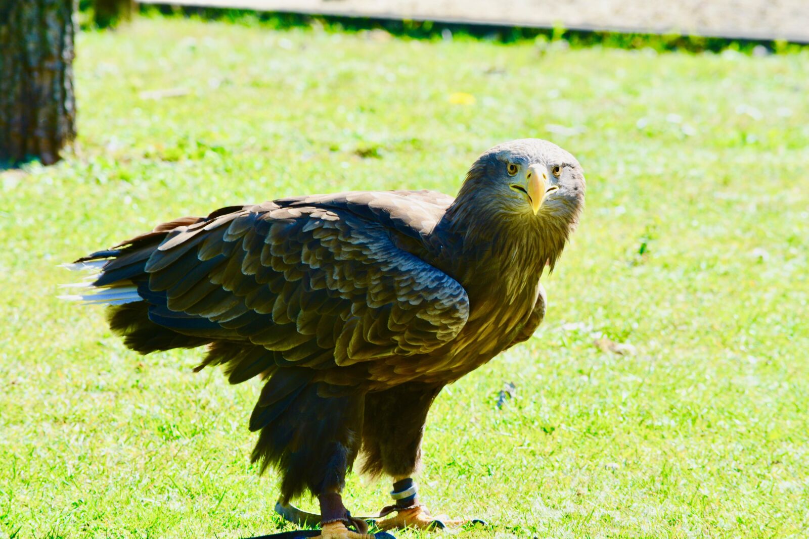 Nikon D7100 sample photo. Golden eagle, adler, bird photography