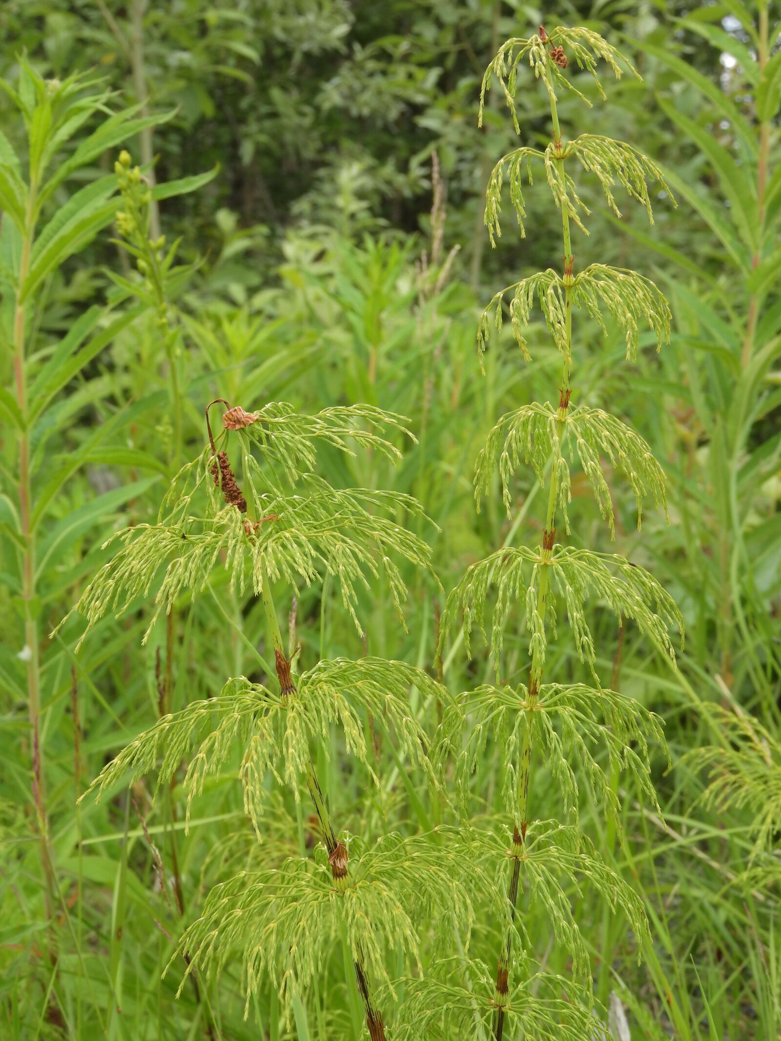 Nikon Coolpix P610 sample photo. Horsetail, summer stalk, green photography