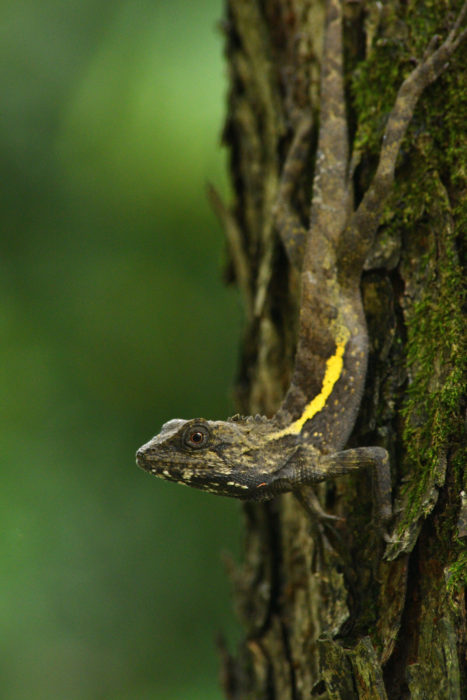 Nikon D750 sample photo. Tree, nature, wildlife photography