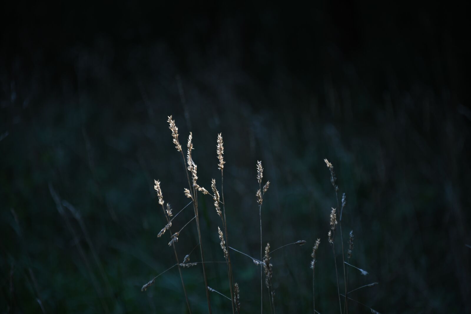 Nikon D850 sample photo. Grass, woods, mystery photography