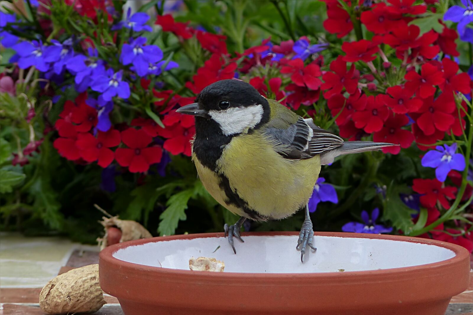 Panasonic Lumix DMC-FZ200 sample photo. Animal, bird, tit photography