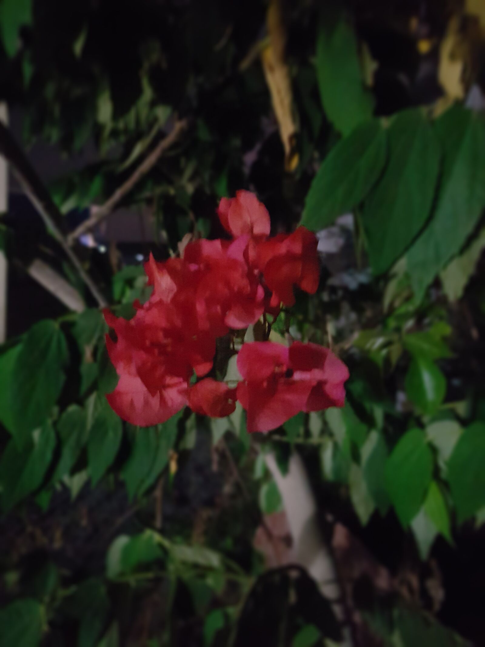 Samsung Galaxy S7 Edge sample photo. Tree, flowers, night photography
