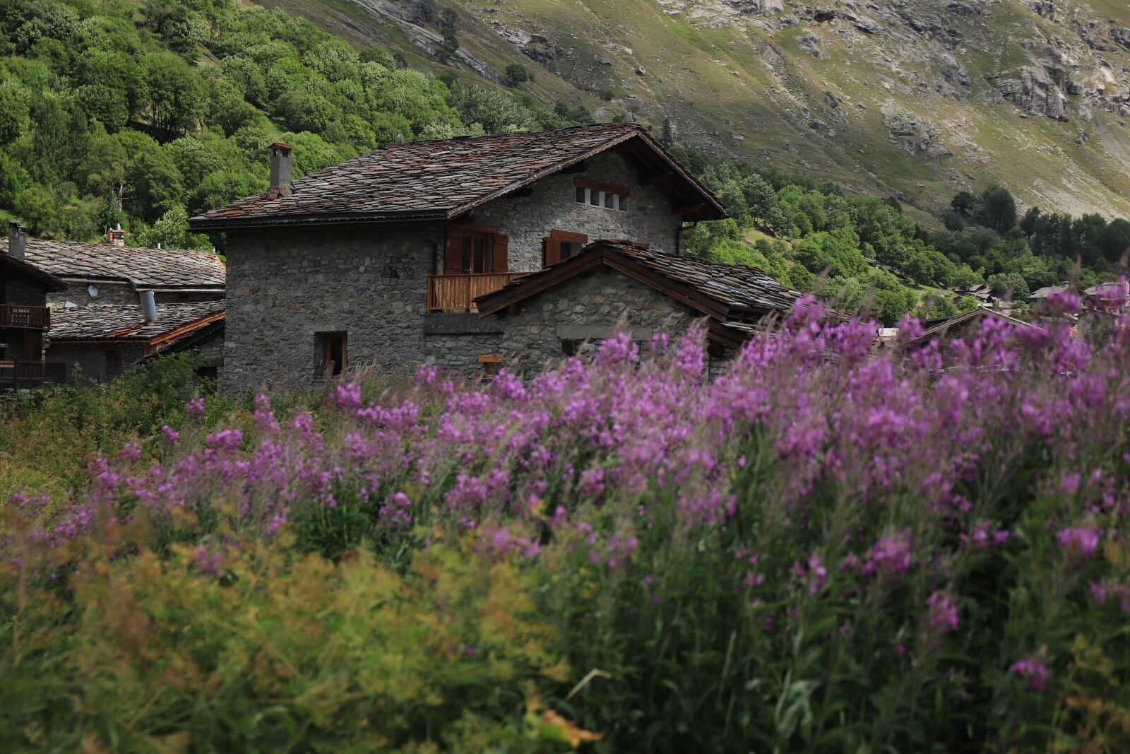 Canon EOS 77D (EOS 9000D / EOS 770D) sample photo. Flowers, mountains, nature photography