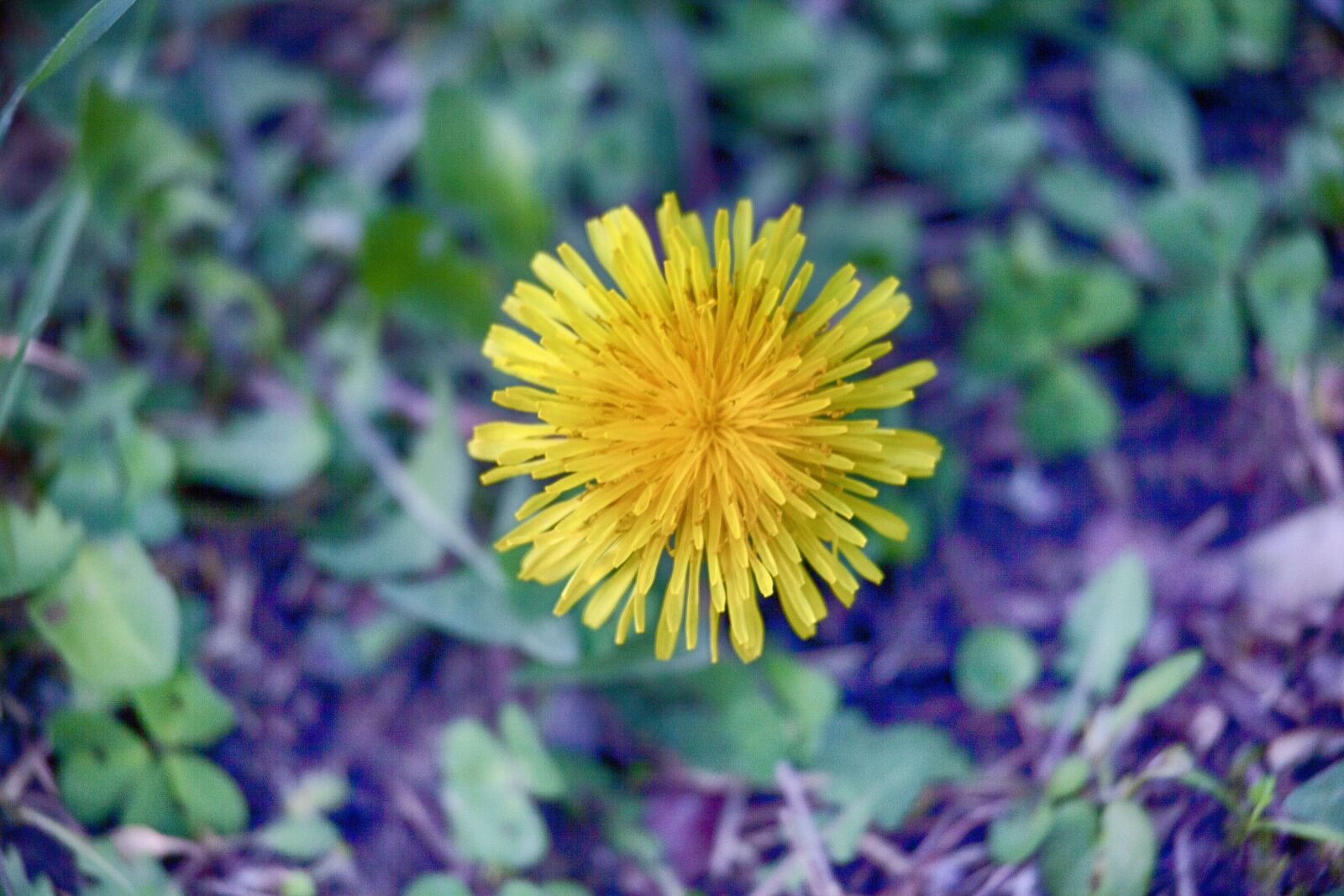 Canon EOS 5D Mark II sample photo. Flower, flowers, garden photography