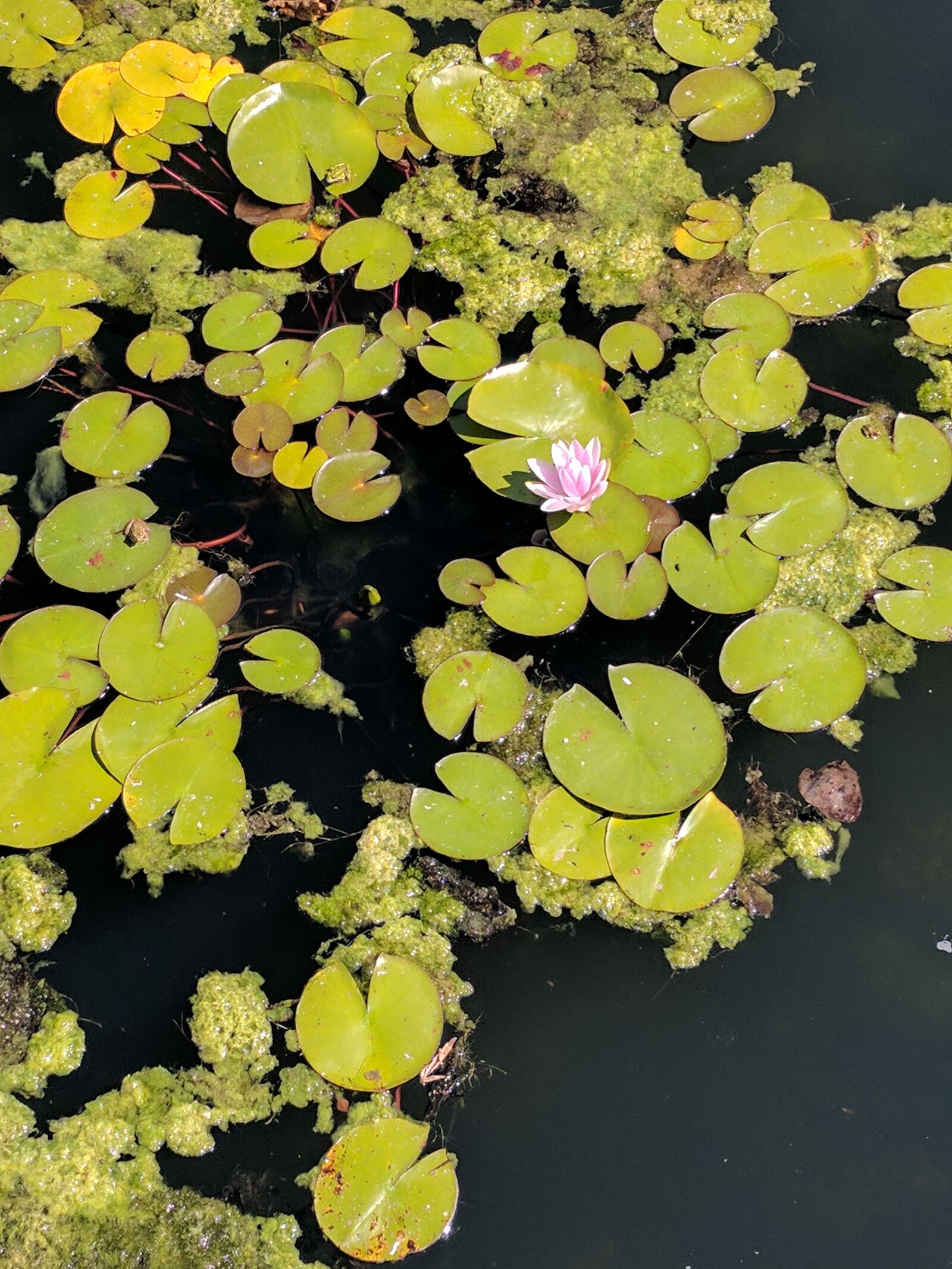 Google Pixel XL sample photo. Waterlily, pond, flower photography