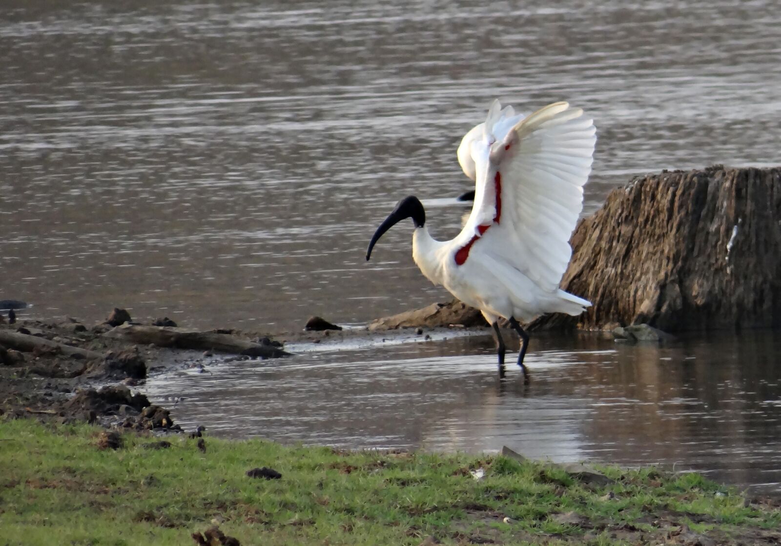 Sony DSC-HX200V sample photo. Ibis, white ibis, wading photography