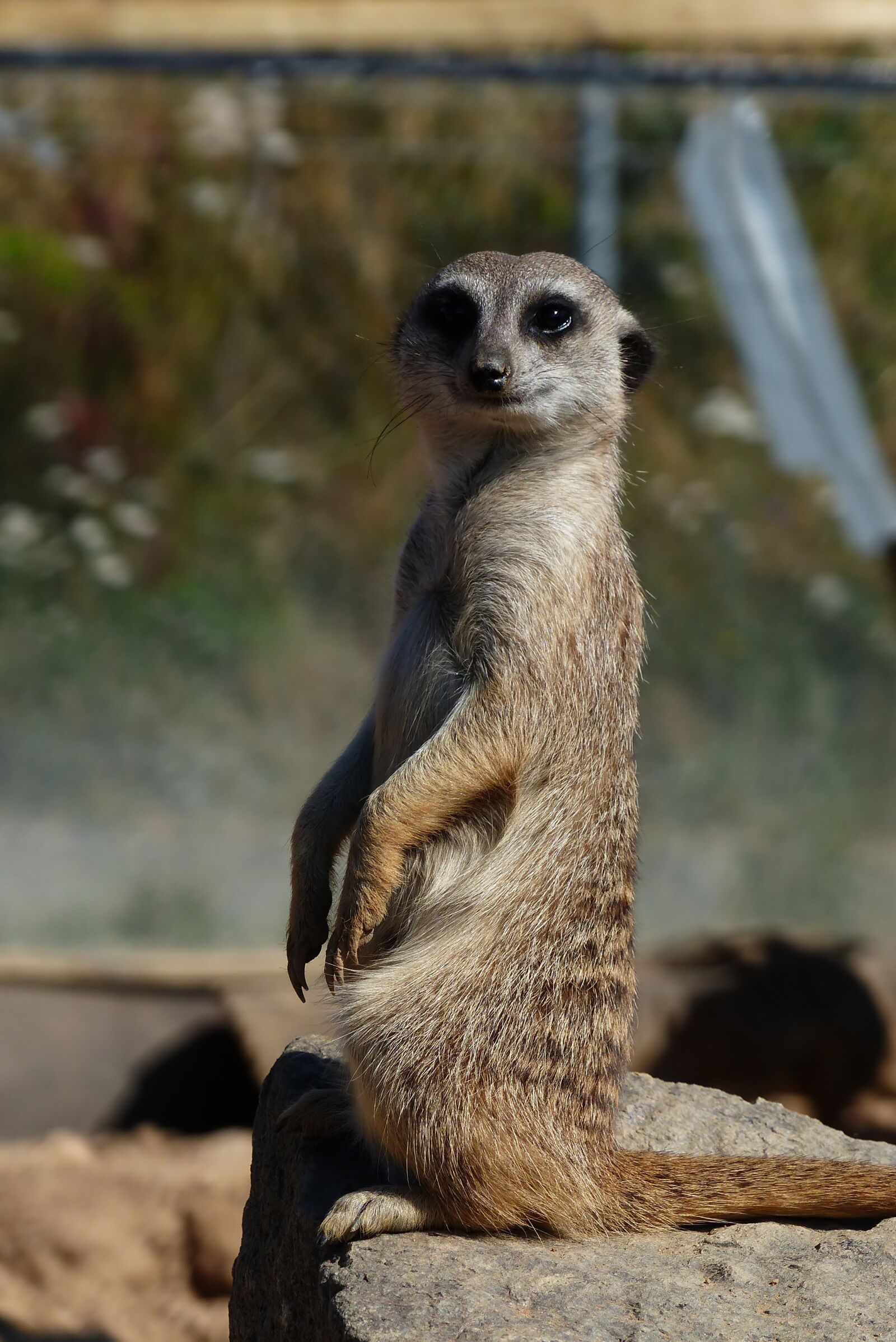Panasonic Lumix DMC-FZ200 sample photo. Meerkat, animal, zoo photography