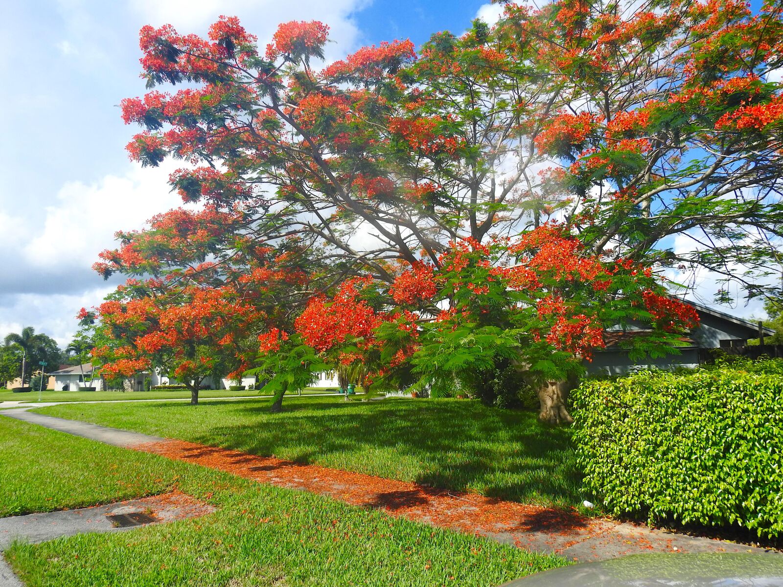 Nikon Coolpix P900 sample photo. Landscape, field, tree photography