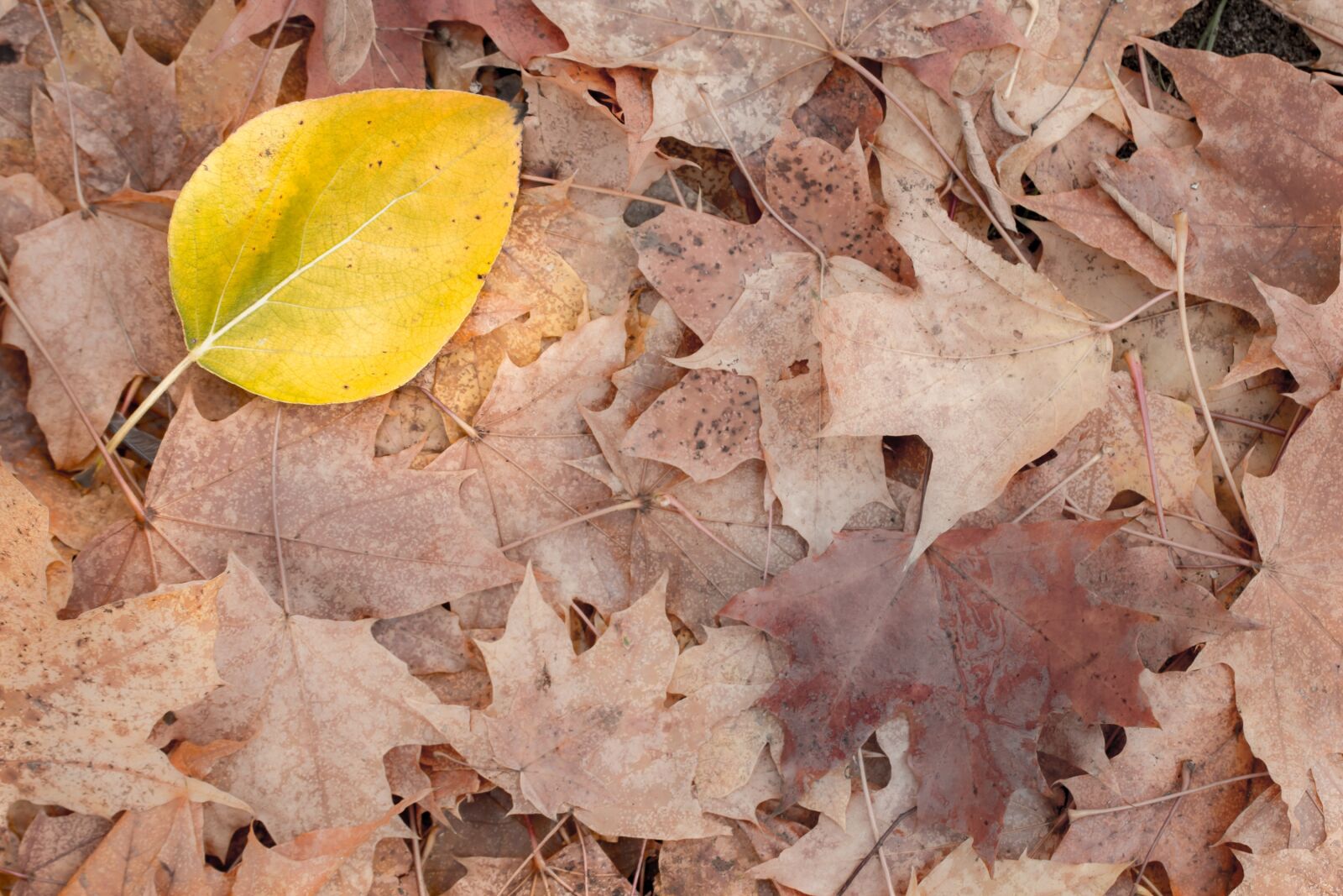 Canon EOS 600D (Rebel EOS T3i / EOS Kiss X5) + Canon EF 50mm F2.5 Macro sample photo. Leaf, yellow, autumn photography
