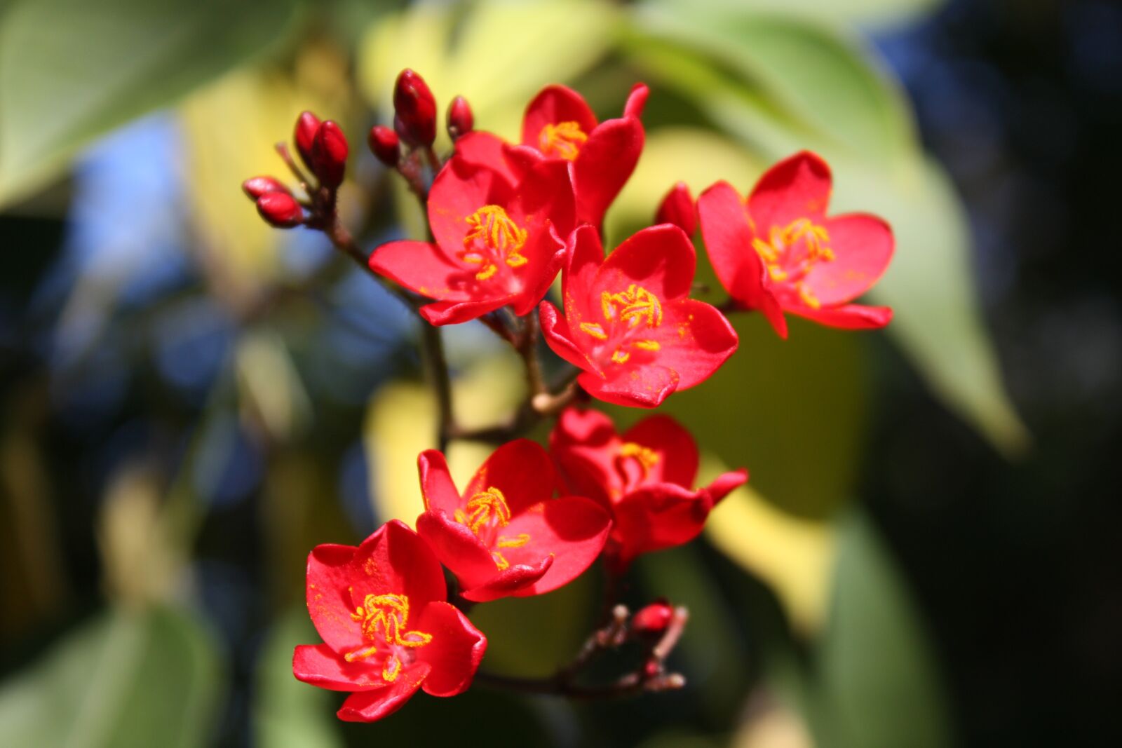 Canon EOS 450D (EOS Rebel XSi / EOS Kiss X2) sample photo. Flowers, red, garden photography