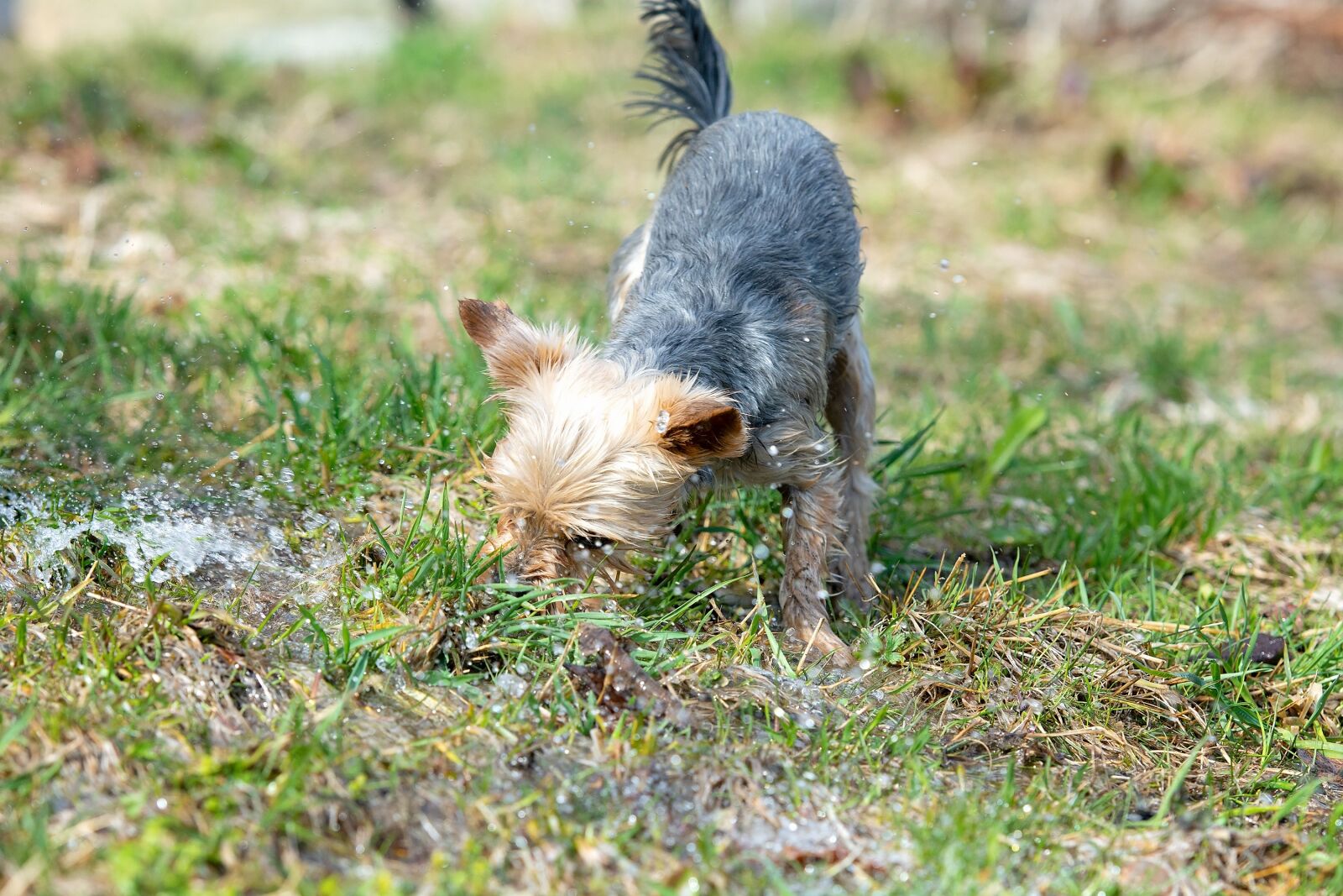 Nikon D7100 sample photo. Dog, water, play photography