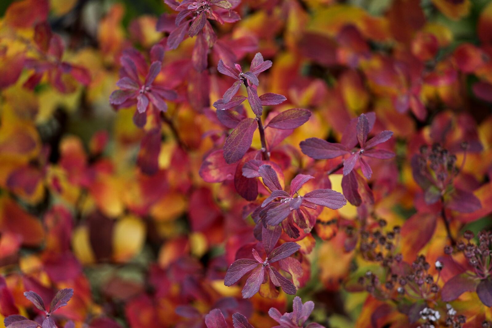 Canon EOS 1100D (EOS Rebel T3 / EOS Kiss X50) sample photo. Autumn, colorful, leaves photography