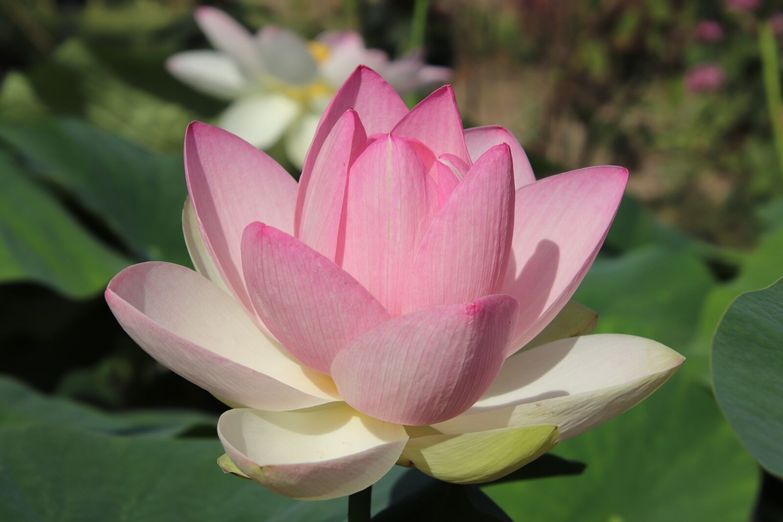Canon EOS 800D (EOS Rebel T7i / EOS Kiss X9i) sample photo. Lotus, lotus flower, color photography