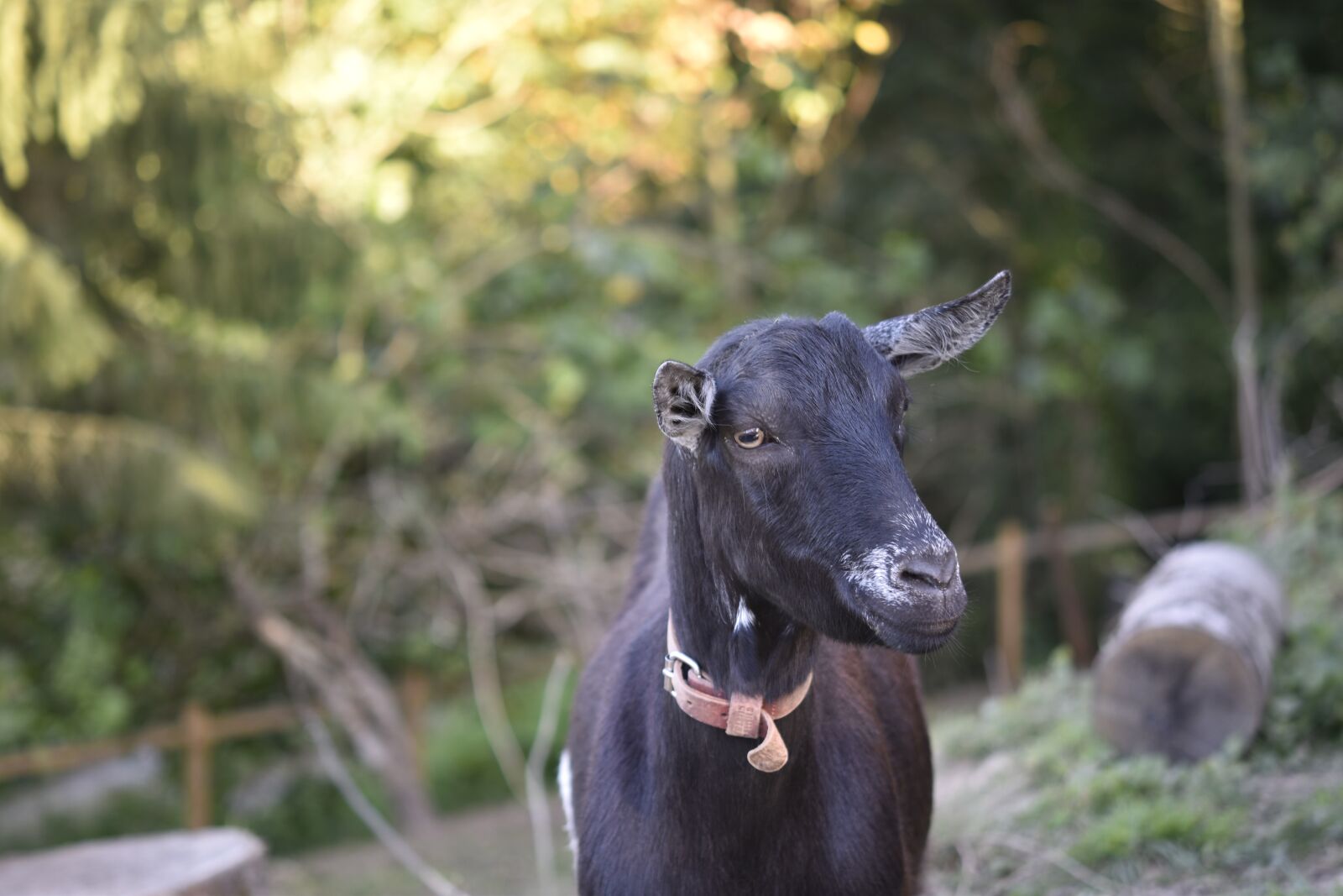 Nikon D5600 sample photo. Goat, goat motte, ruminants photography