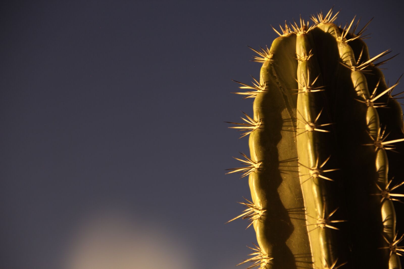 Canon EOS 60D sample photo. Desert plant, thorns, nature photography