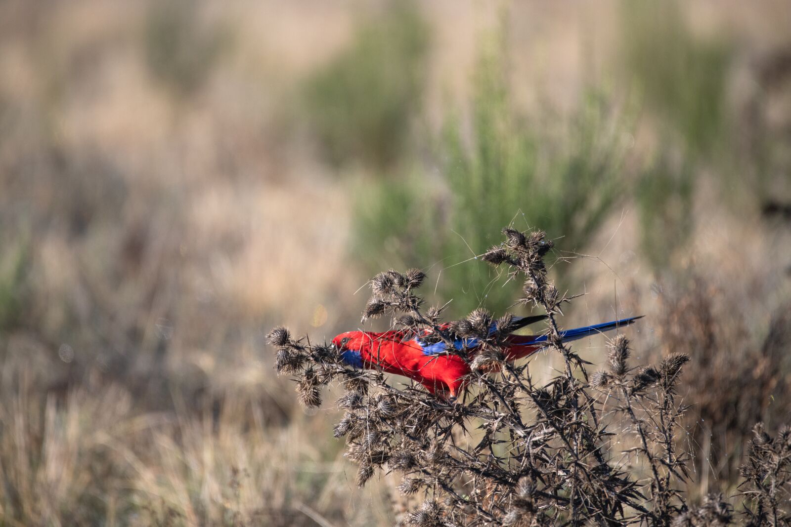 Nikon D850 sample photo. Crimson rosella, bird, avian photography