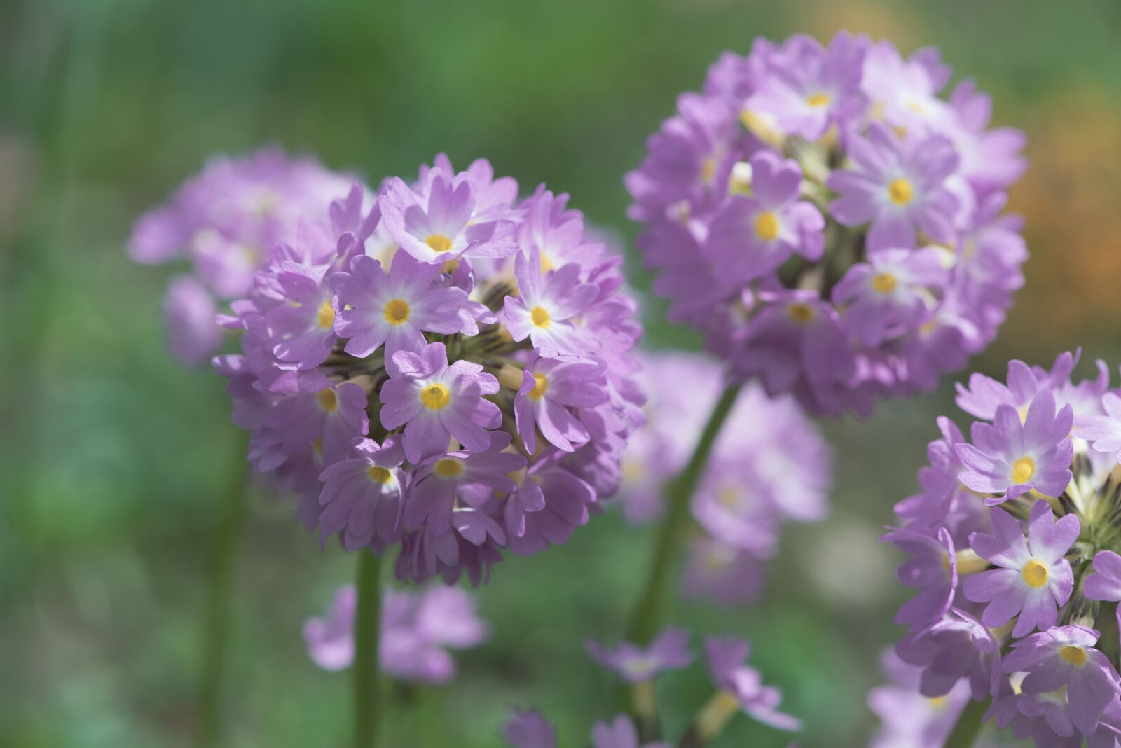 Nikon D750 sample photo. Primrose, pink, drumstick photography