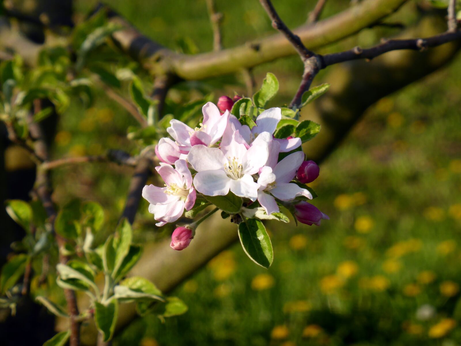 Panasonic DMC-TZ41 sample photo. Blossom, bloom, apple tree photography