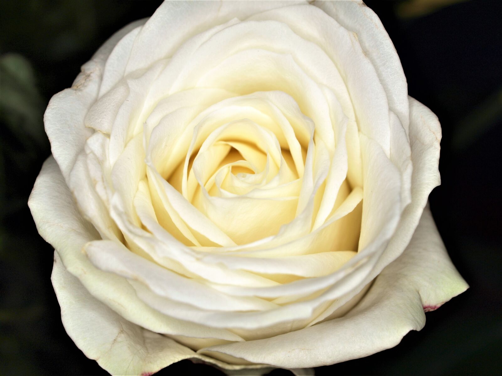 Olympus E-520 (EVOLT E-520) sample photo. Flower, rose, petal photography