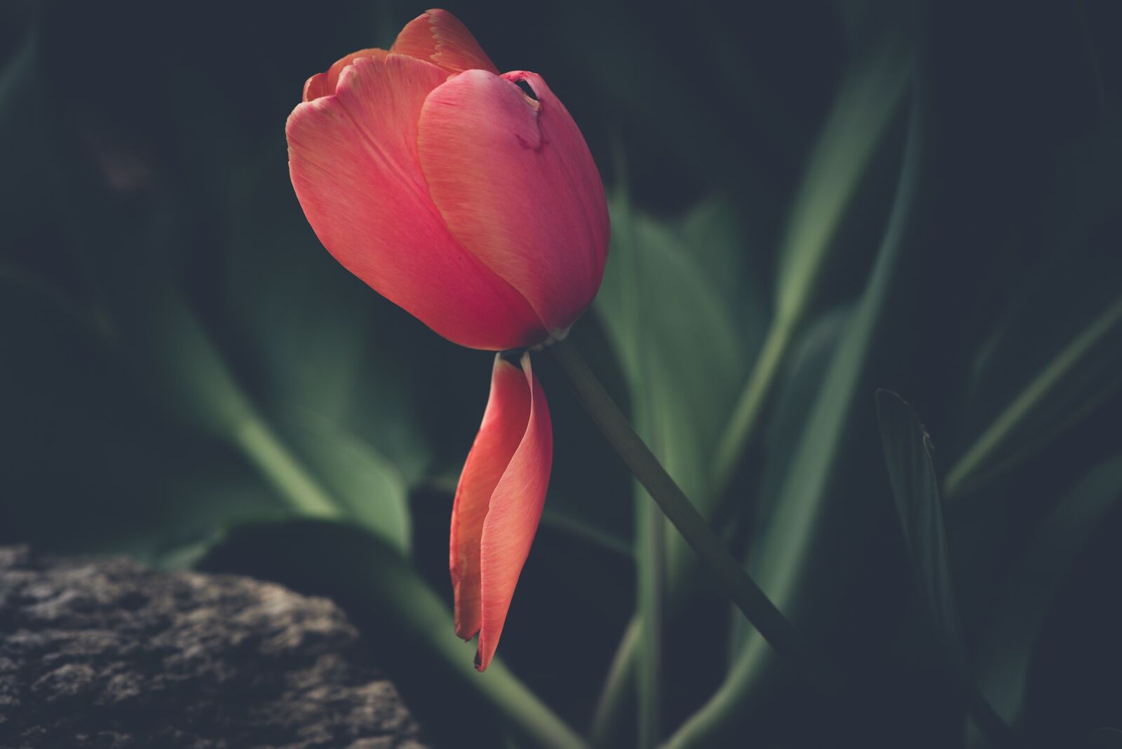Nikon D750 sample photo. Tulip, flower, red photography