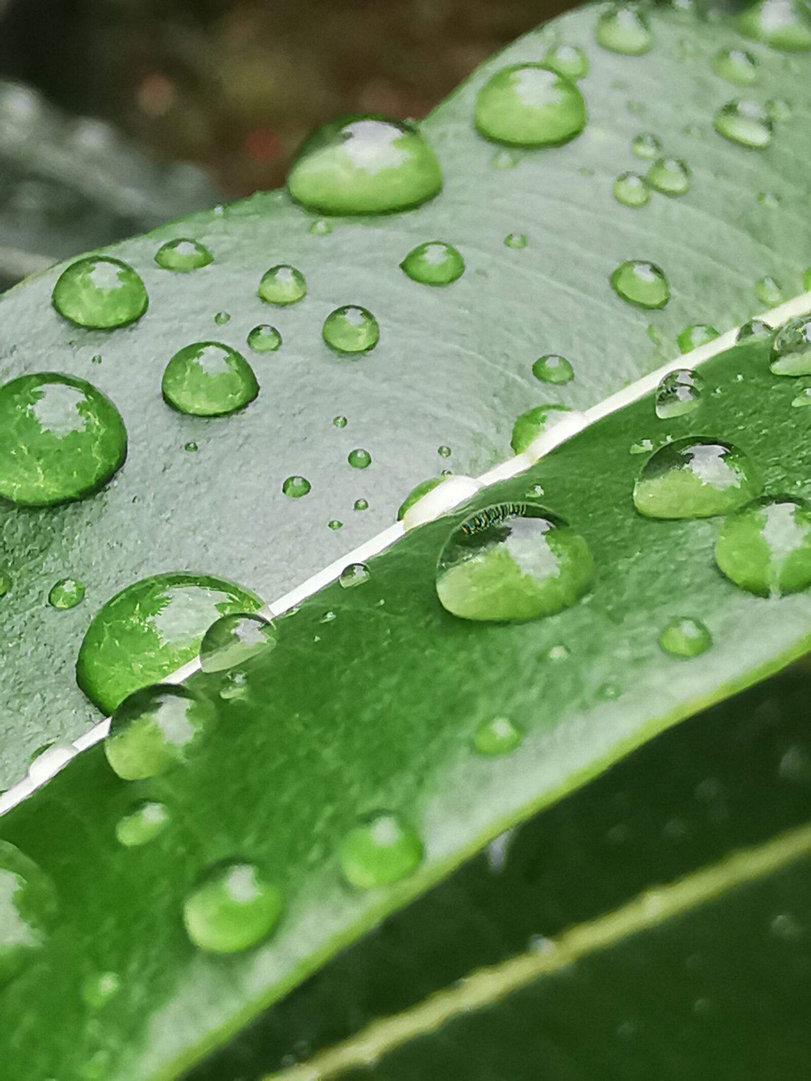 HUAWEI P30 Pro sample photo. Rain, drops, leaf photography