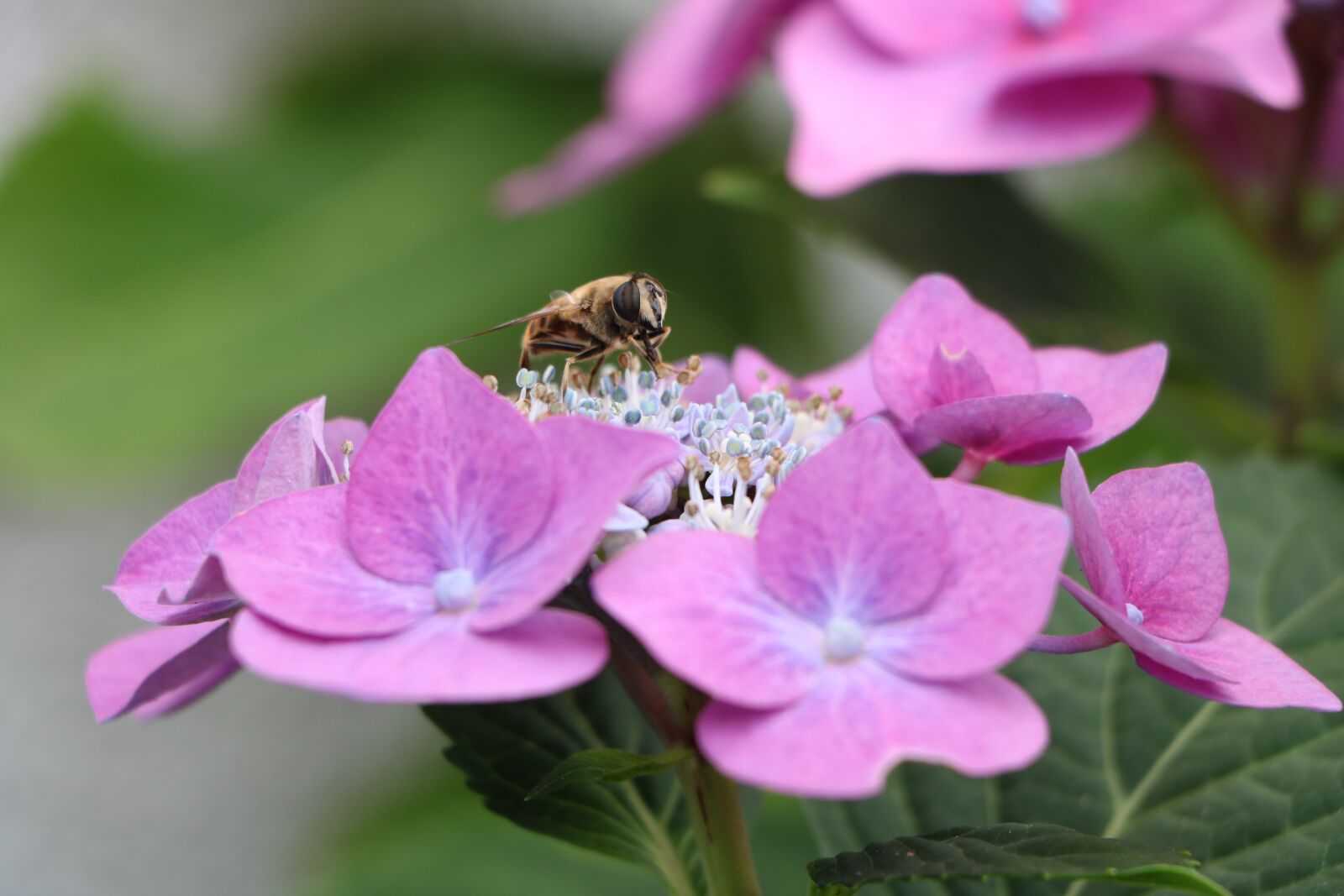 Canon EOS 760D (EOS Rebel T6s / EOS 8000D) sample photo. Bee, hydrangea, blossom photography