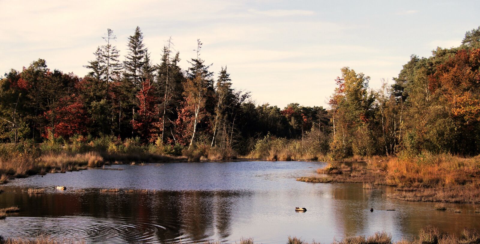 Canon EOS 100D (EOS Rebel SL1 / EOS Kiss X7) sample photo. Heide, forest, lake photography