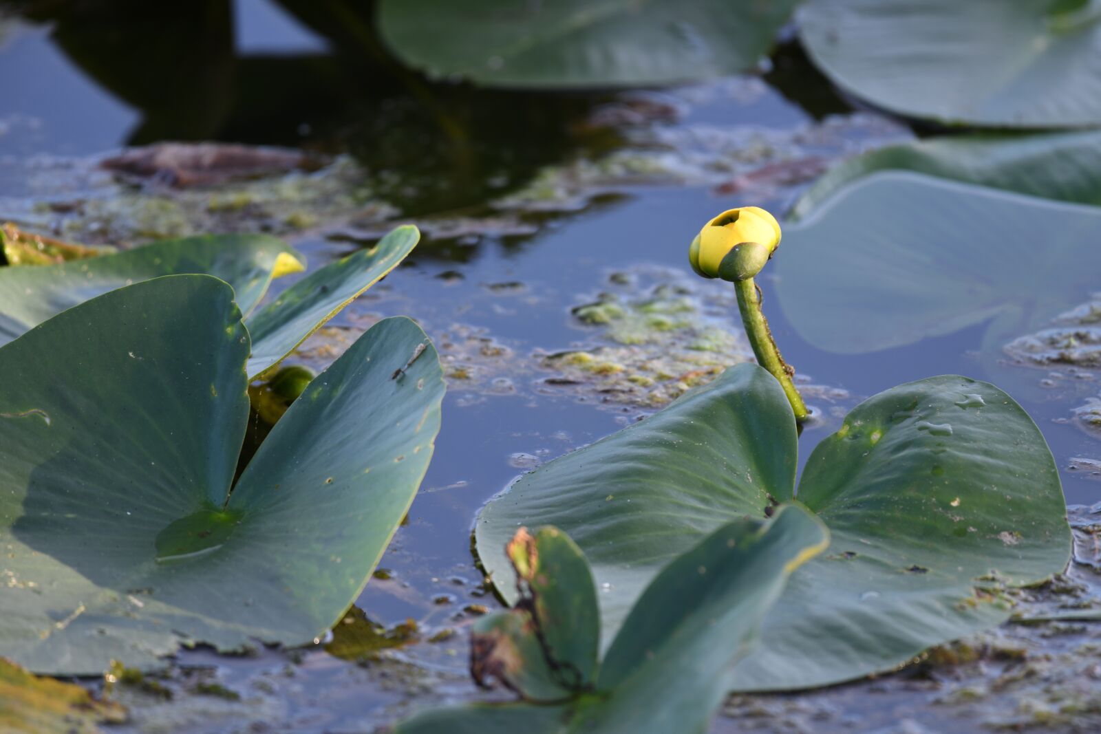 Nikon D850 sample photo. Water-lily, flower, yellow photography