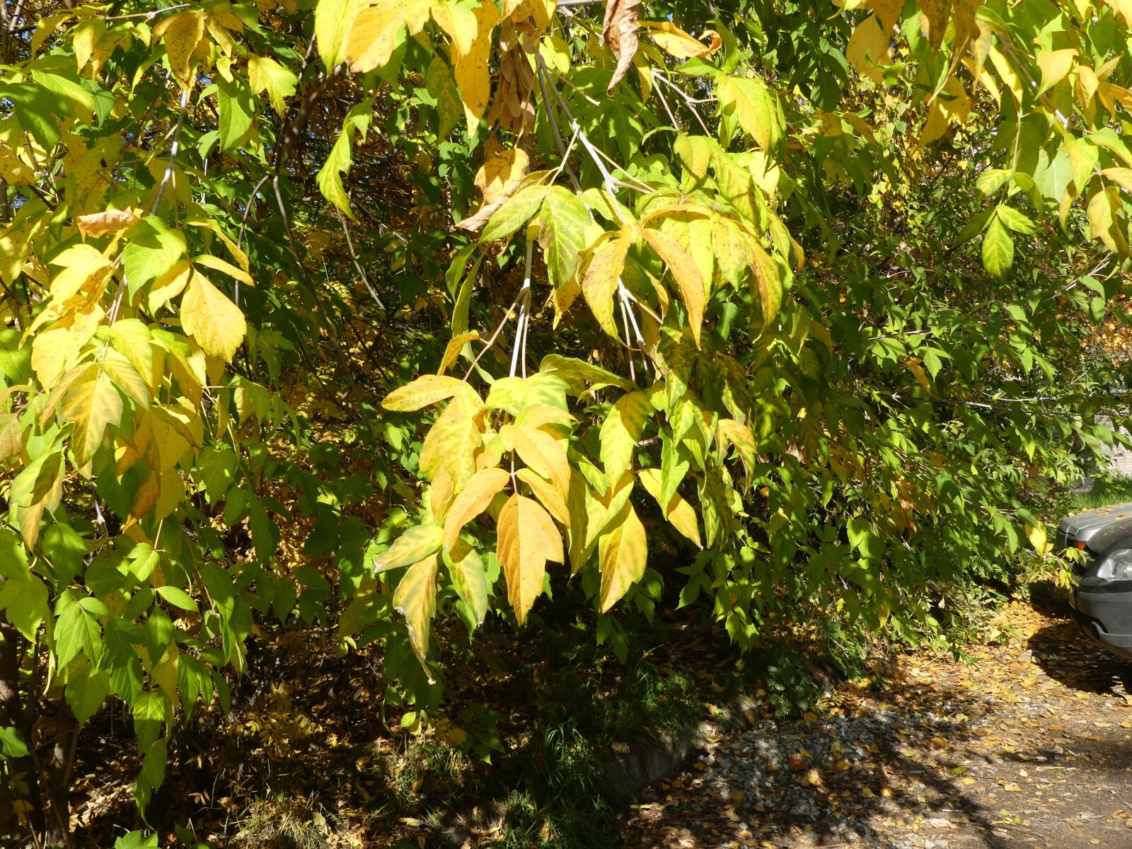 Panasonic Lumix DMC-FZ300 sample photo. Nature, foliage, yellow photography