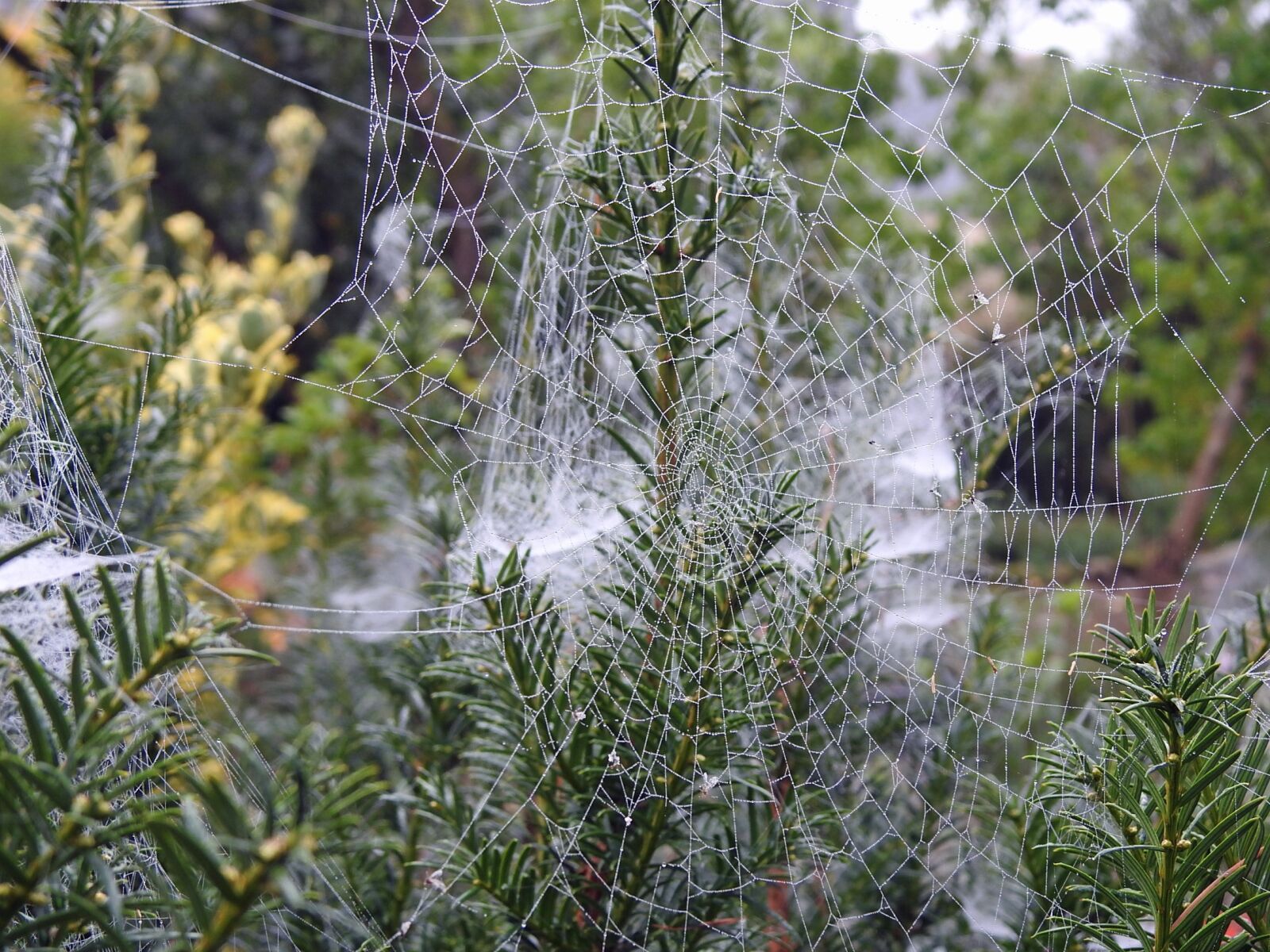 Nikon Coolpix P900 sample photo. Canvas, spider, garden photography