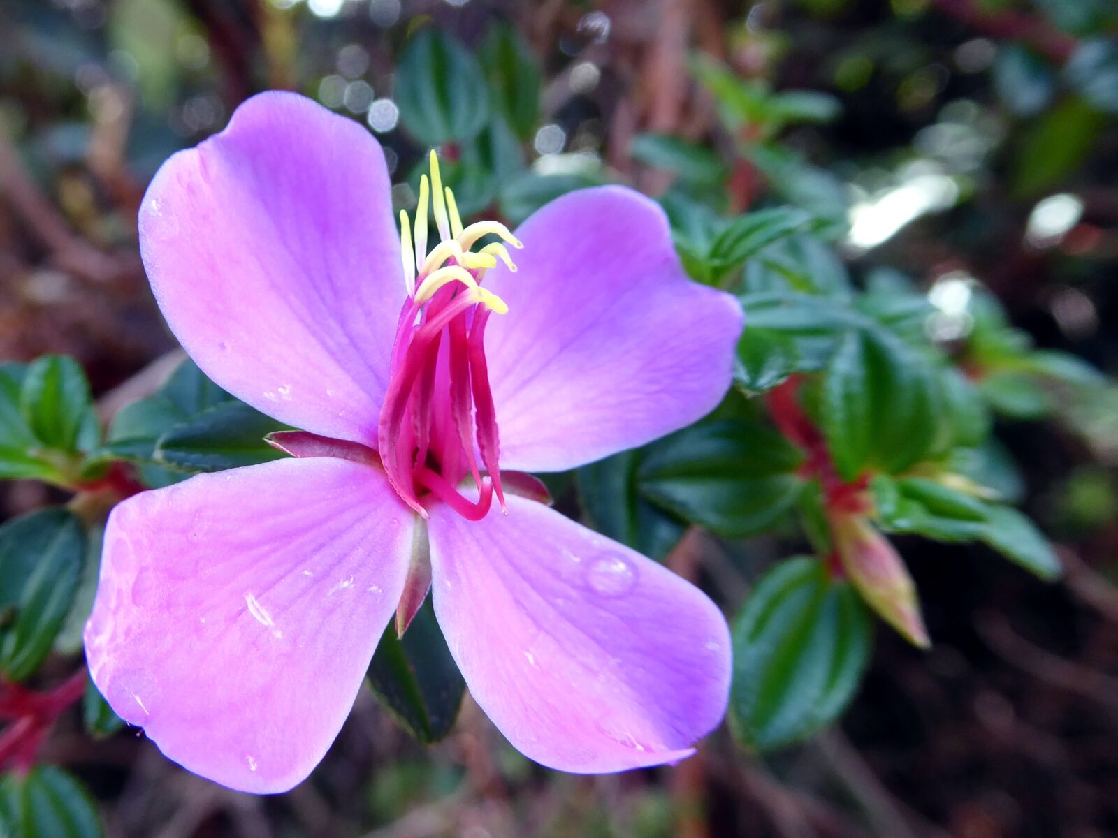 Panasonic Lumix DMC-ZS50 (Lumix DMC-TZ70) sample photo. Flower, violet, yellow photography