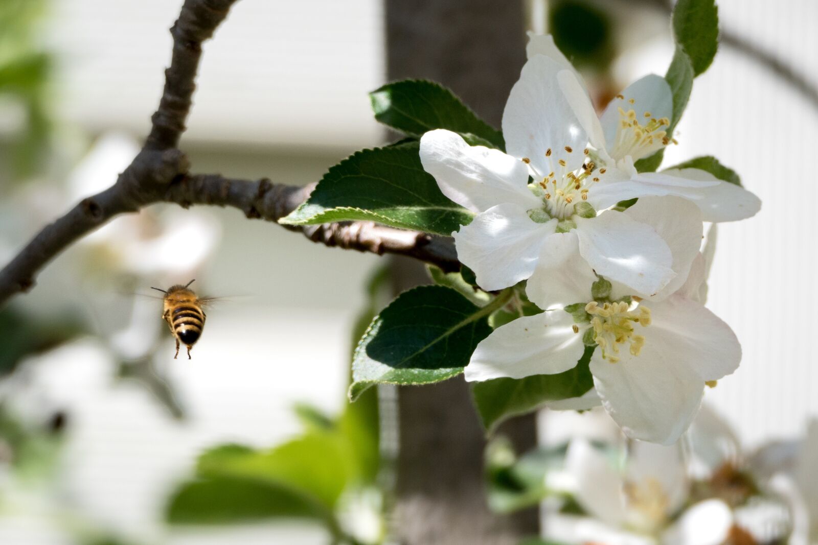 Panasonic Lumix DMC-FZ1000 sample photo. Bee, blossom, bloom photography