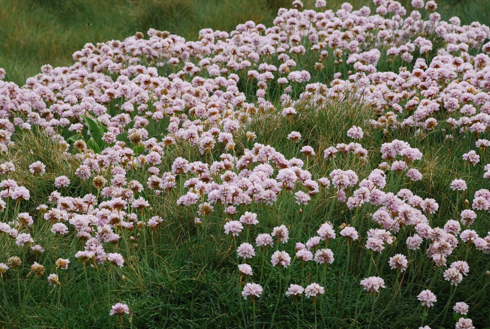 Nikon D80 sample photo. Pink flowers, pink flower photography