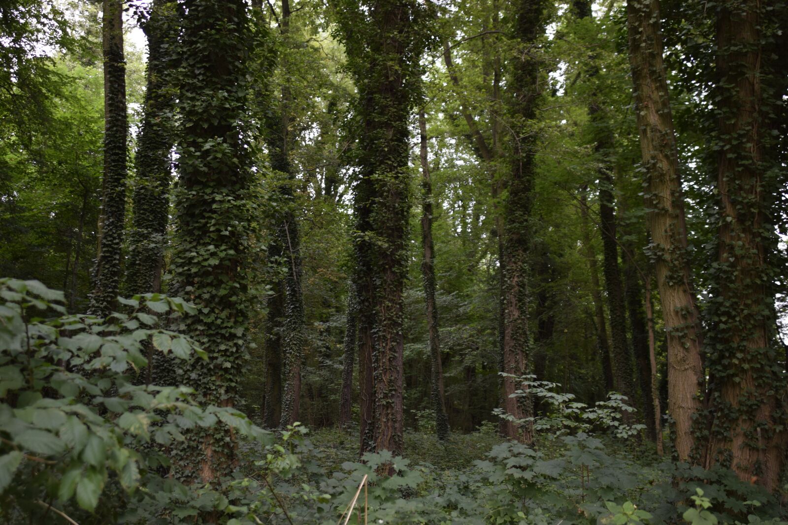 Nikon D5300 sample photo. Forest, tree, ivy photography
