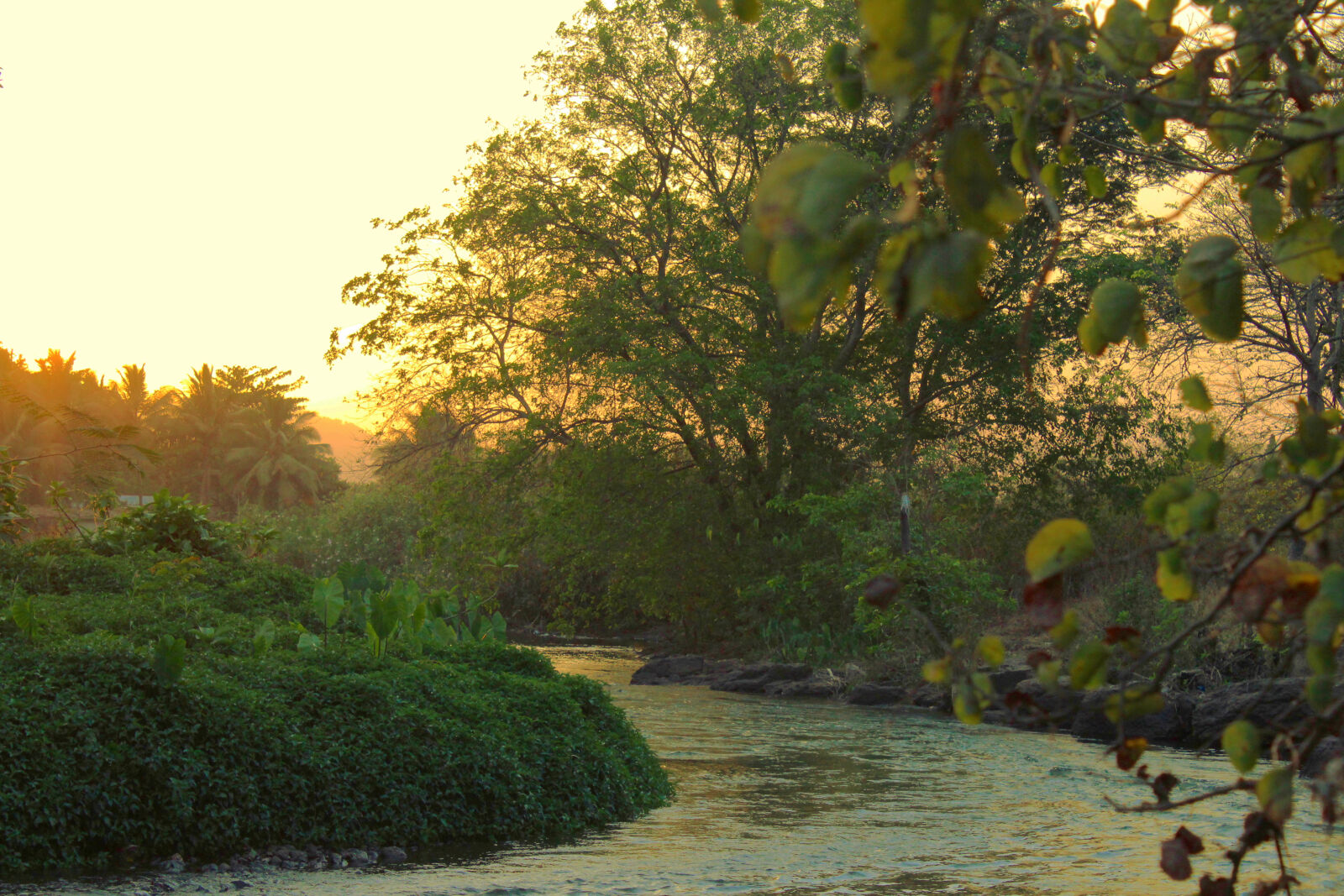 Canon EOS 1200D (EOS Rebel T5 / EOS Kiss X70 / EOS Hi) sample photo. Forest, golden, hour, nature photography