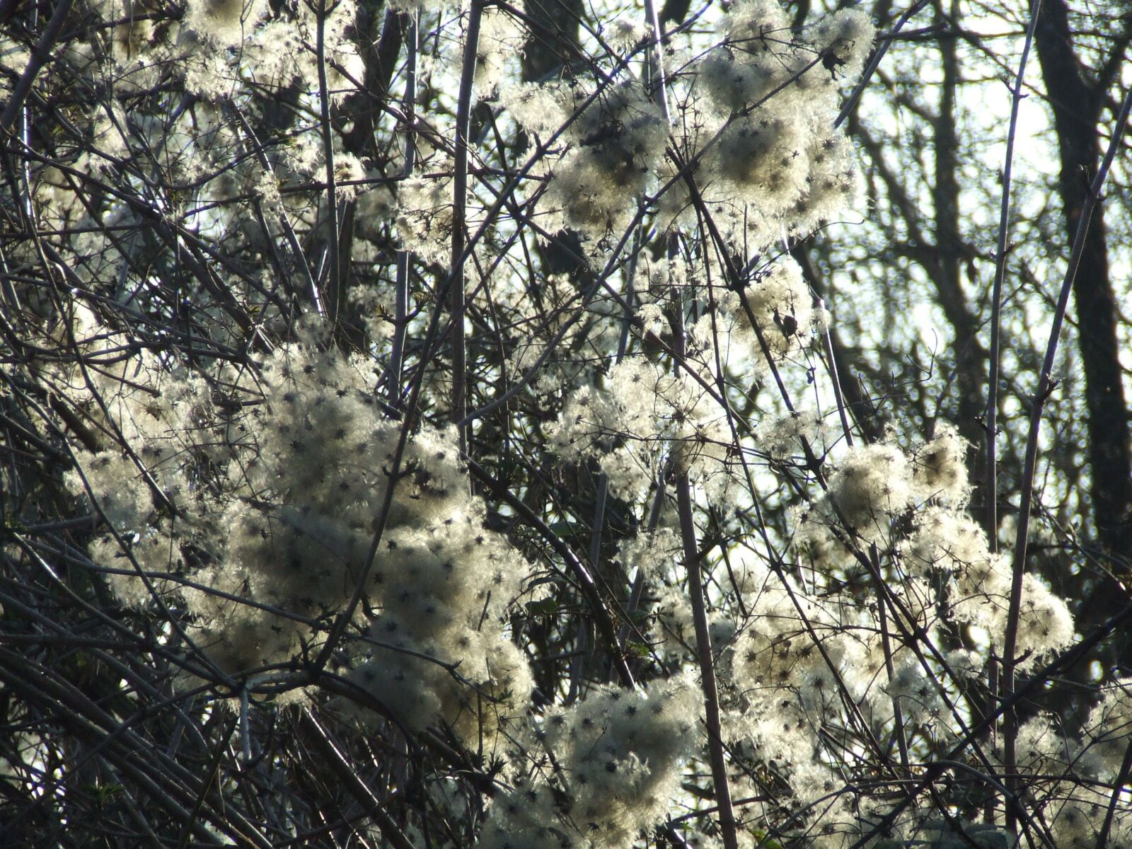 Fujifilm FinePix S5600 sample photo. Clematis, teufelszwirn, forest dream photography