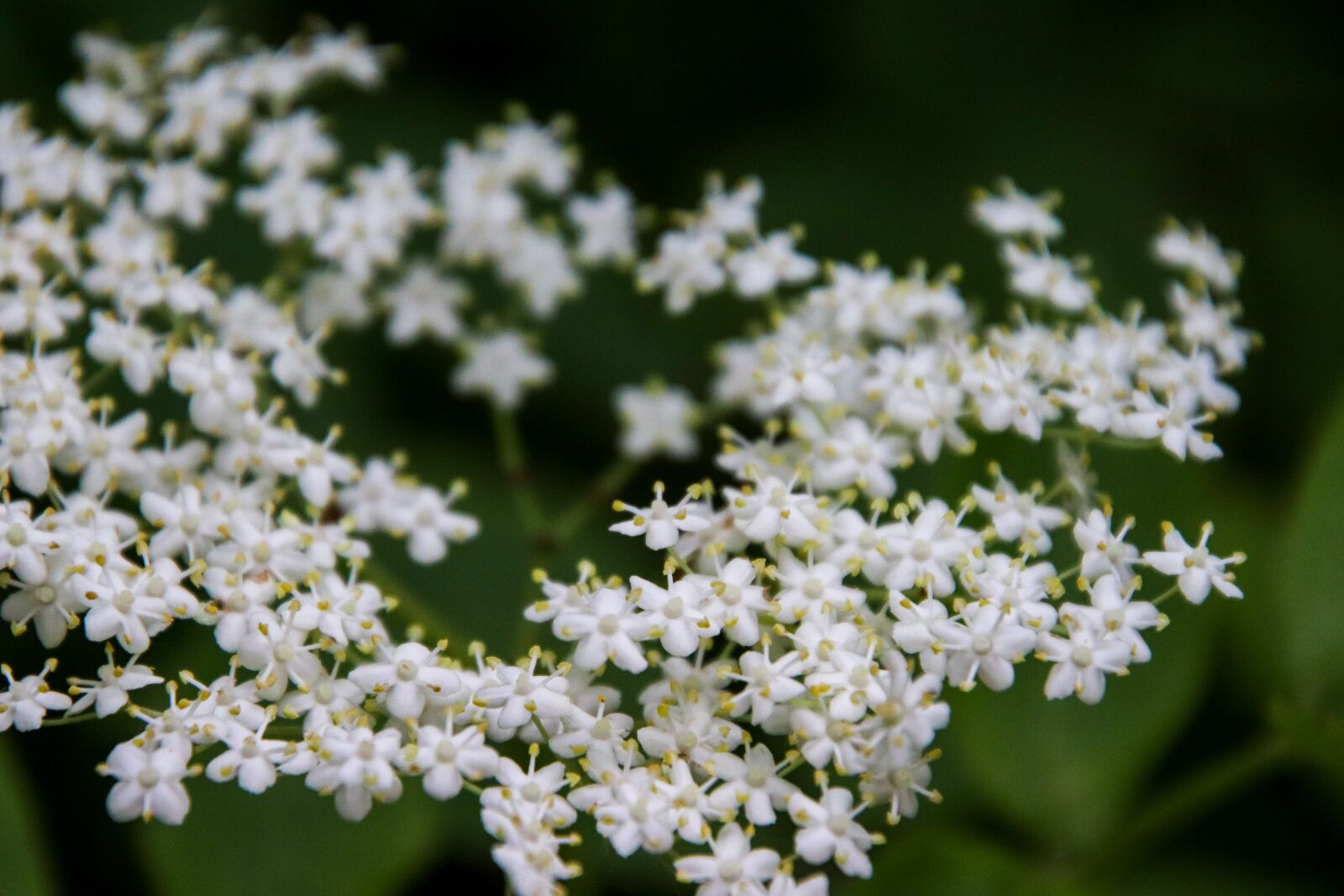 Canon EOS 800D (EOS Rebel T7i / EOS Kiss X9i) sample photo. Elderflower, flowers, nature photography
