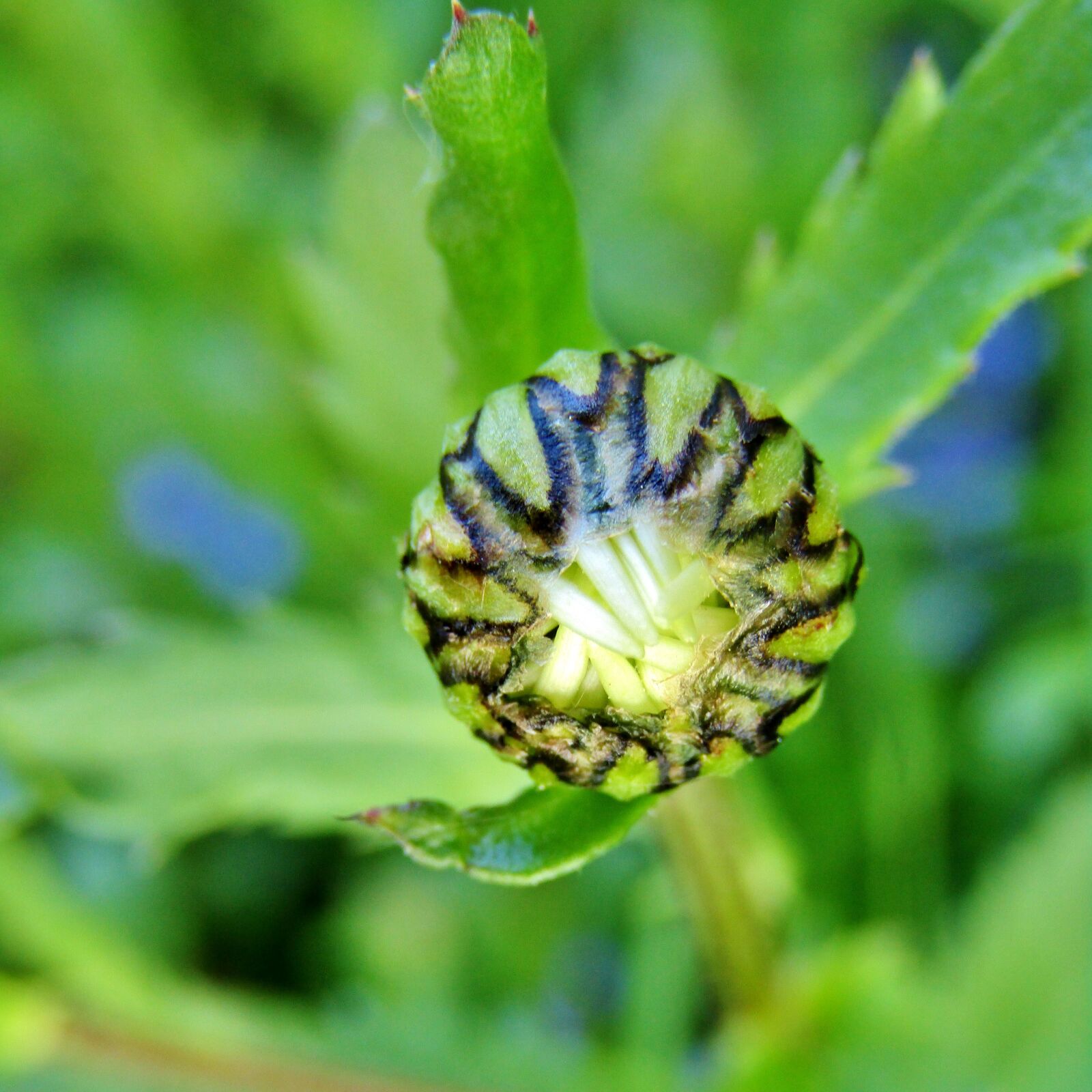 Canon POWERSHOT SX432 IS sample photo. Magerite, bud, white photography