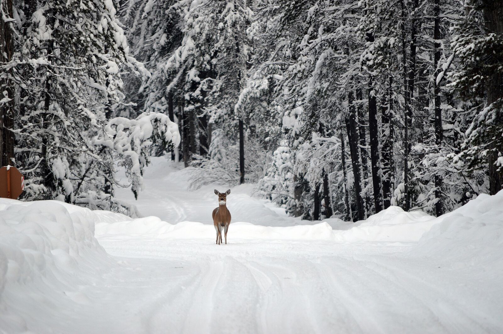 Nikon D3200 sample photo. Deer, snow, whitetail photography