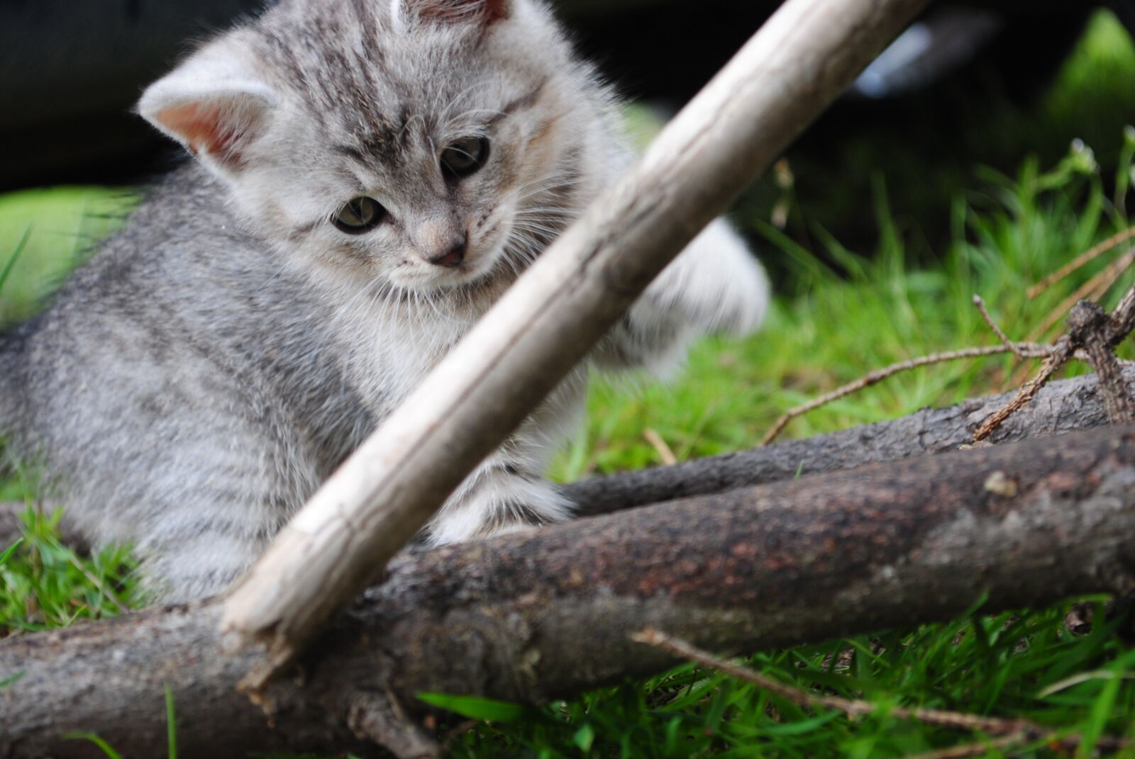 Nikon D3000 sample photo. Cat, kitten, pet photography