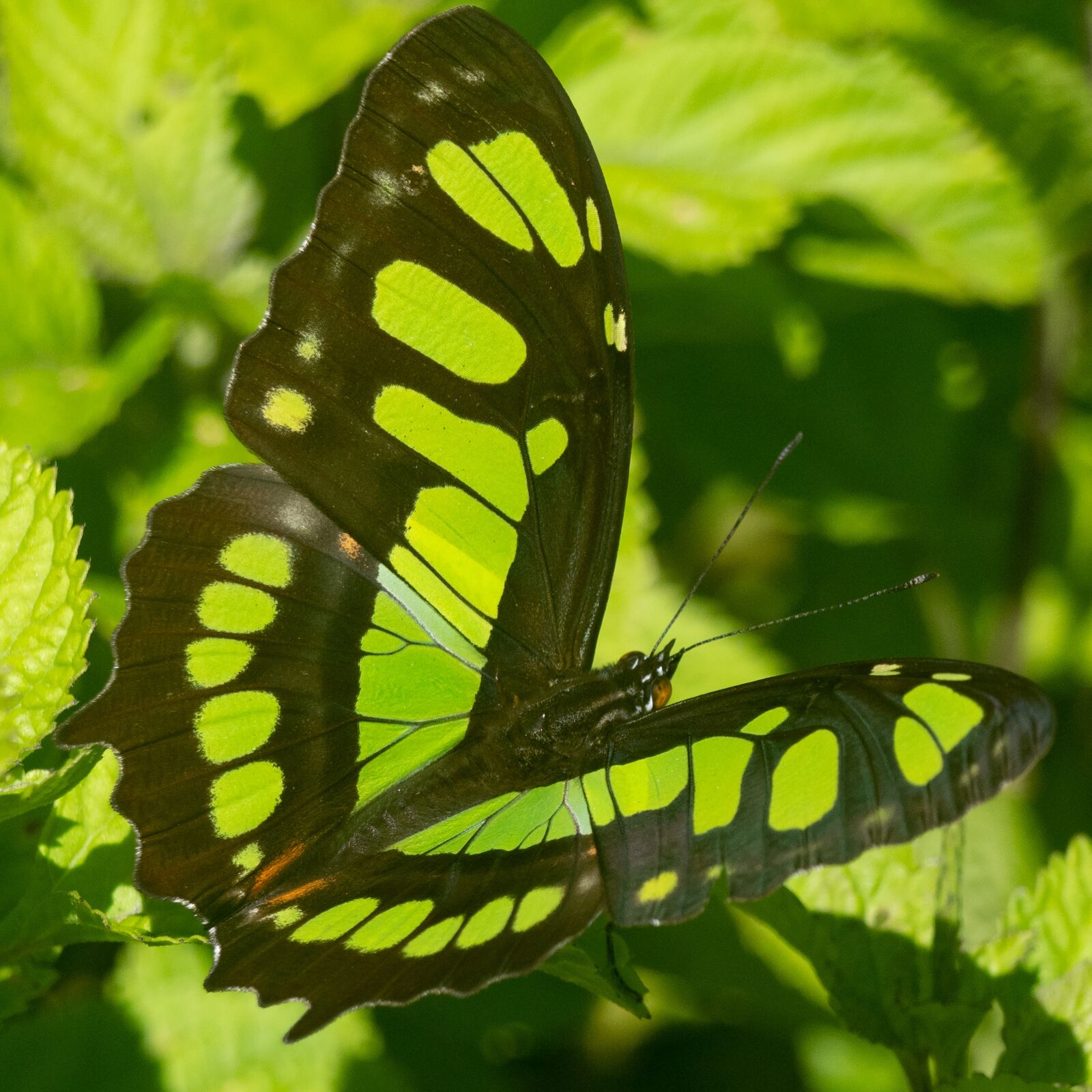 Panasonic Lumix DC-G9 + LEICA DG 100-400/F4.0-6.3 sample photo. Ecuador, butterfly, tropics butterfly photography