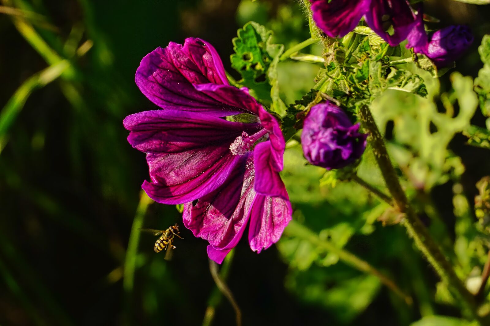 Sony E 18-135mm F3.5-5.6 OSS sample photo. Nature, mallow, hollyhock flower photography