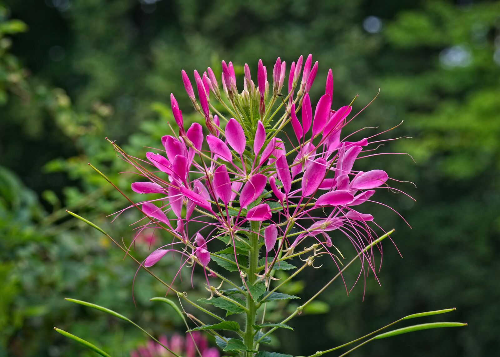 Nikon D7100 sample photo. Spider flower, spider plant photography