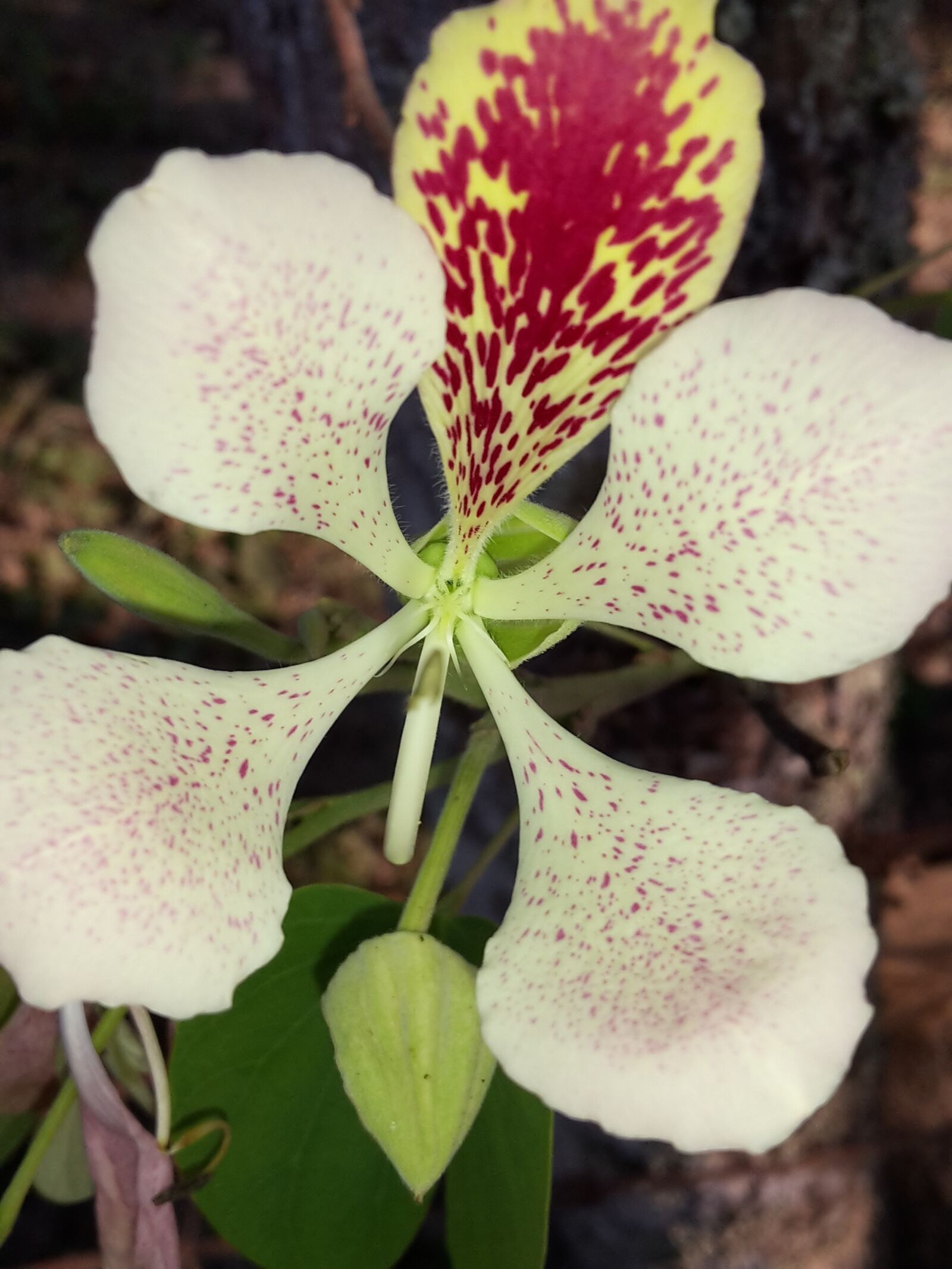 Samsung Galaxy S5 Mini sample photo. Flower, white flower, wild photography