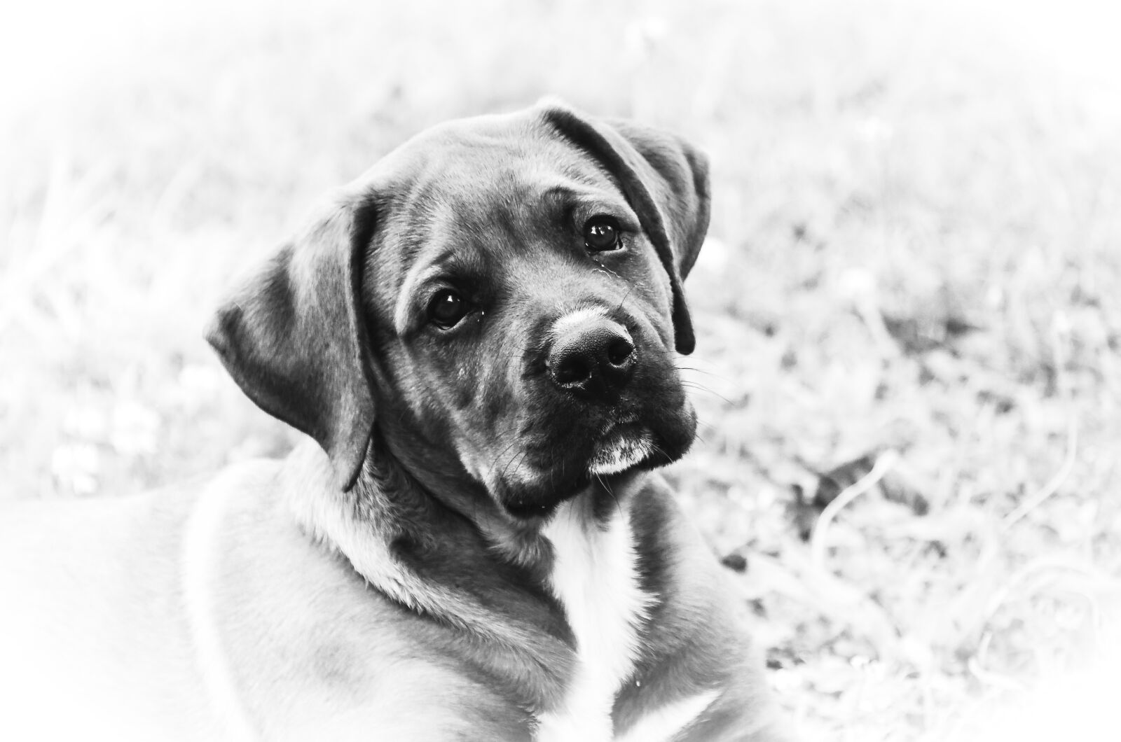 Nikon D7000 sample photo. Puppy, dog, mono photography