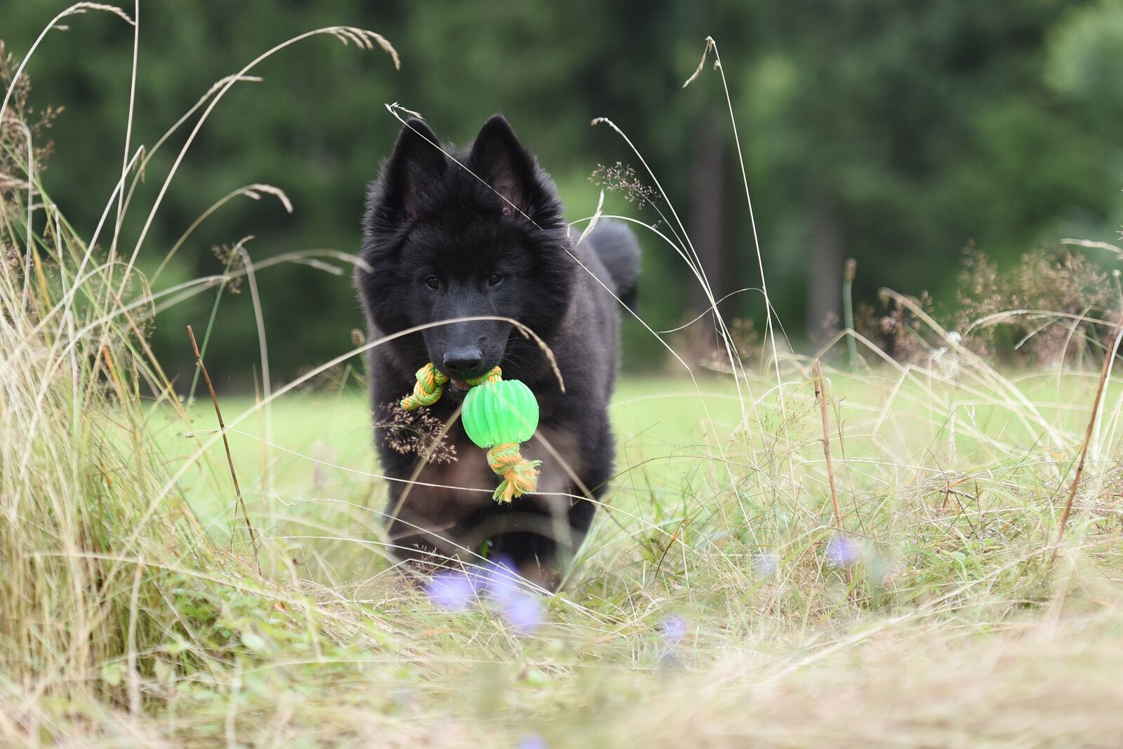 Nikon D750 sample photo. Puppy, dog, belgian shepherd photography