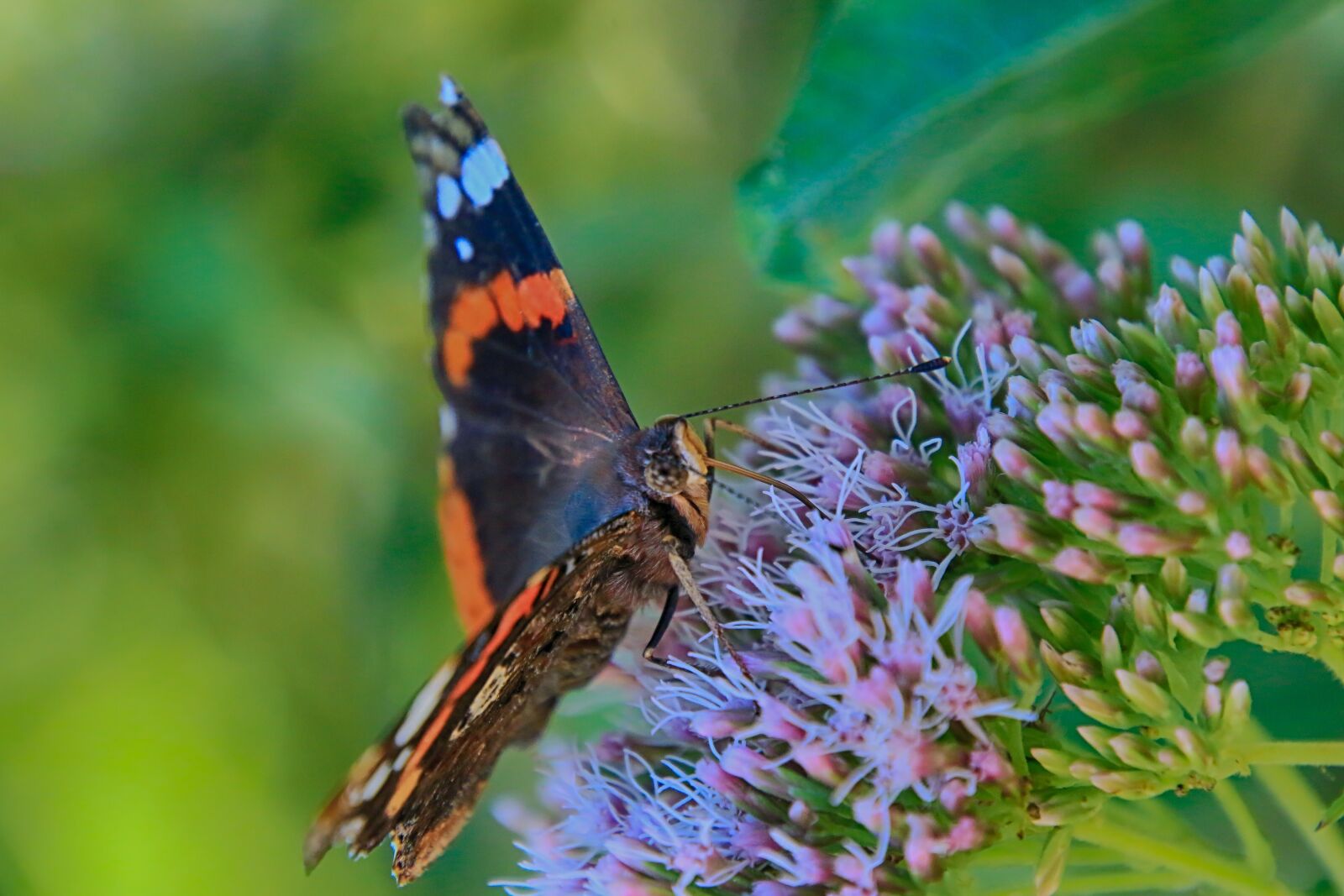 Canon EOS 70D + Tamron 16-300mm F3.5-6.3 Di II VC PZD Macro sample photo. Butterfly, colorful, foraging photography