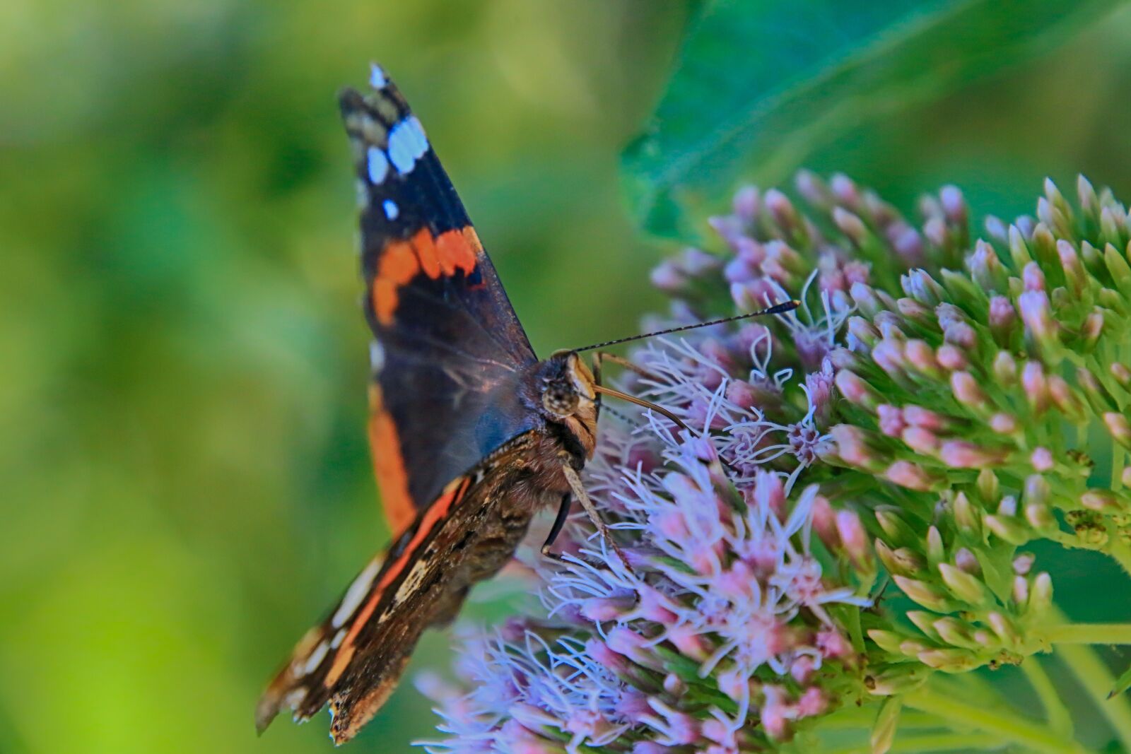 Canon EOS 70D sample photo. Butterfly, colorful, foraging photography